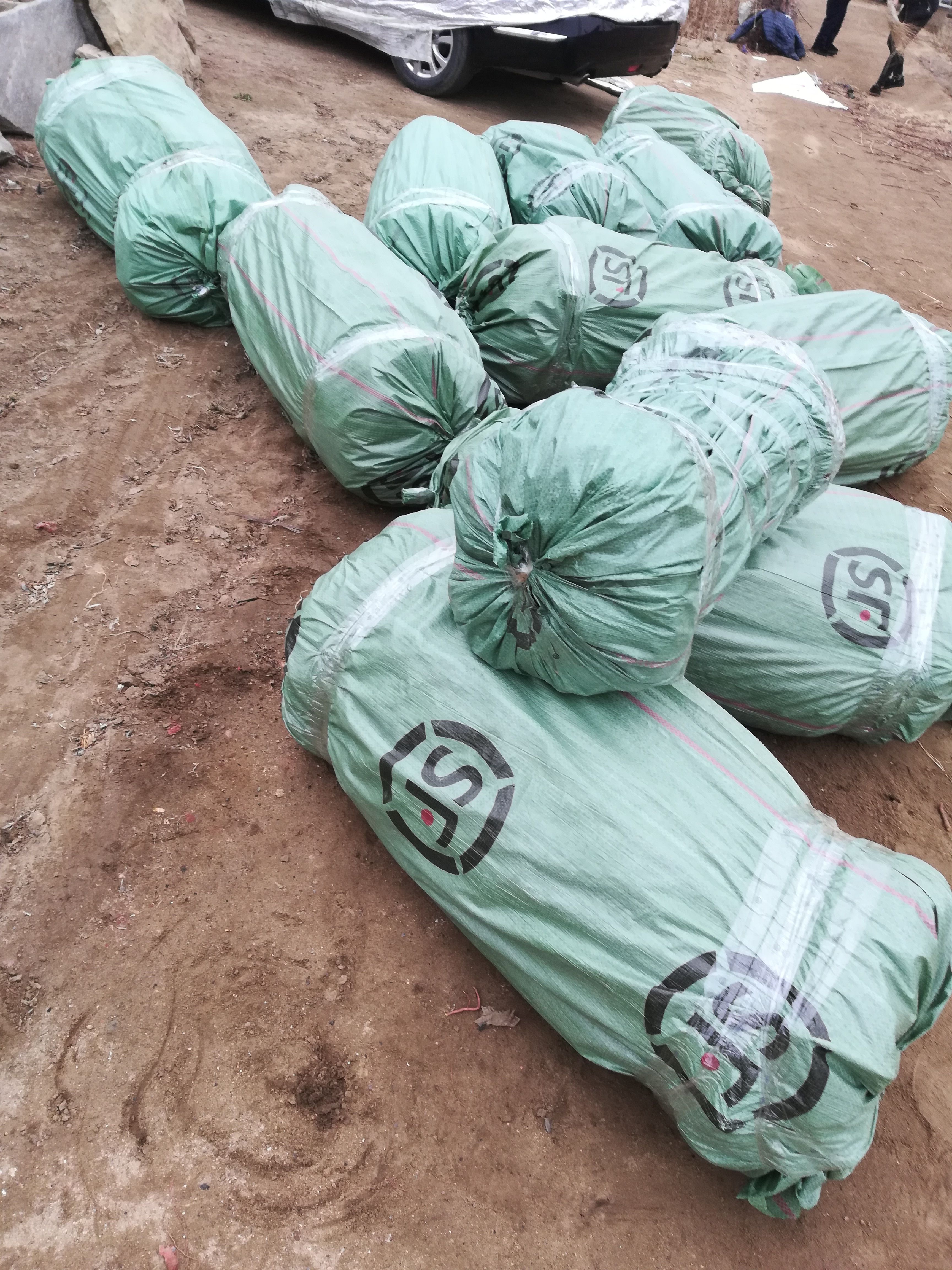 西梅苗  （纯真种苗）法兰西梅树苗 红西梅树苗 糖度高