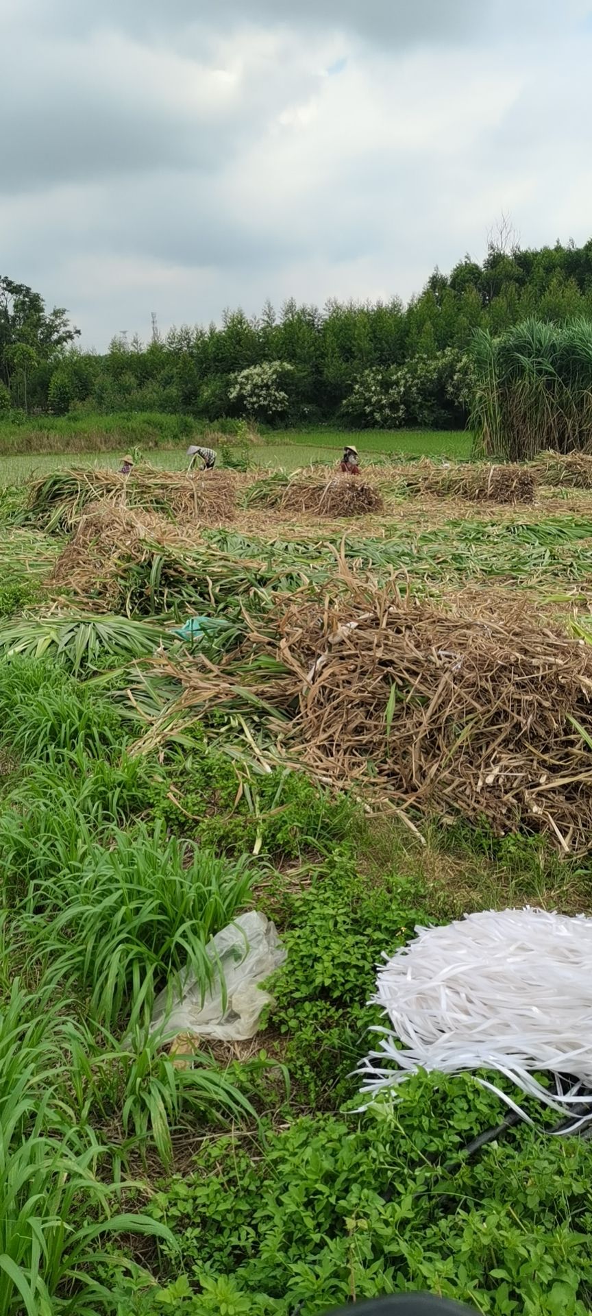 高产优质巨菌草种苗