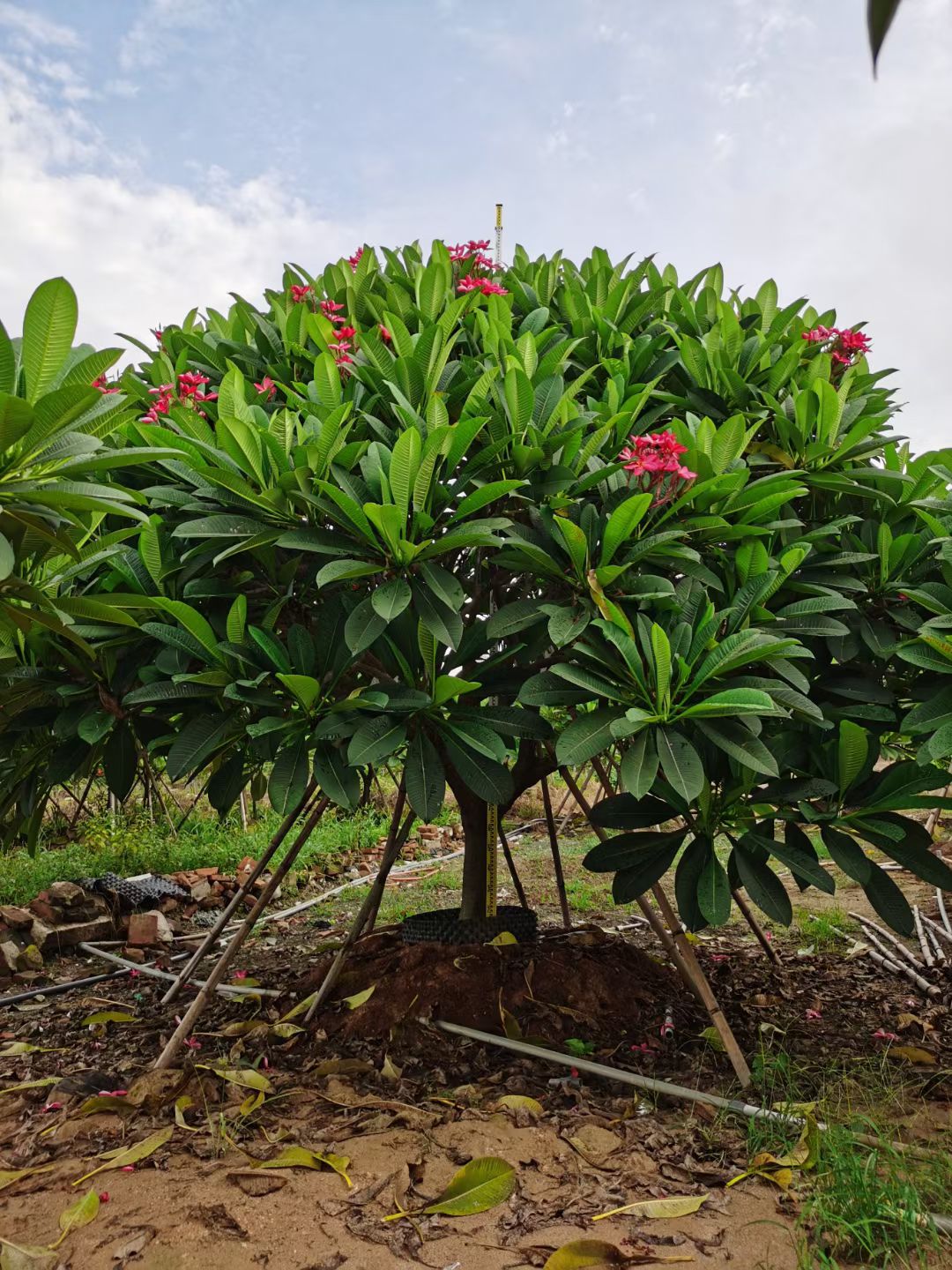 福建鸡蛋花，铁红鸡蛋花，各规格鸡蛋花