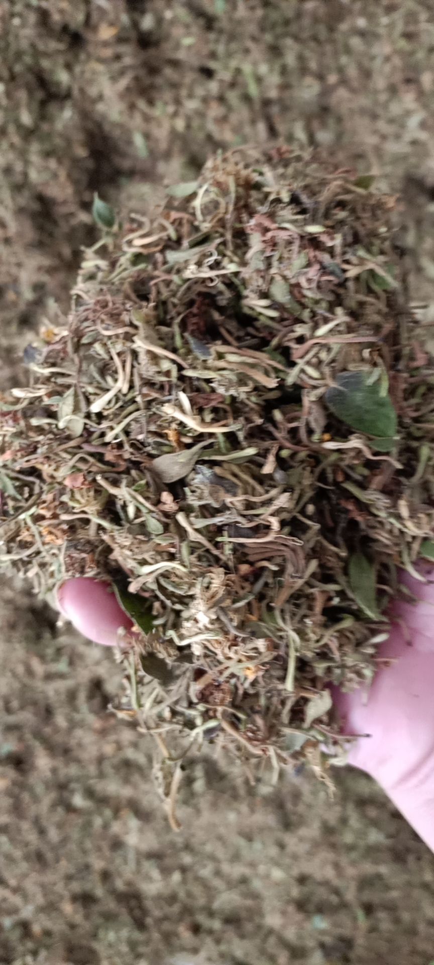 天然金银花，太阳晒干，干度百分之九十八，无硫无霉。