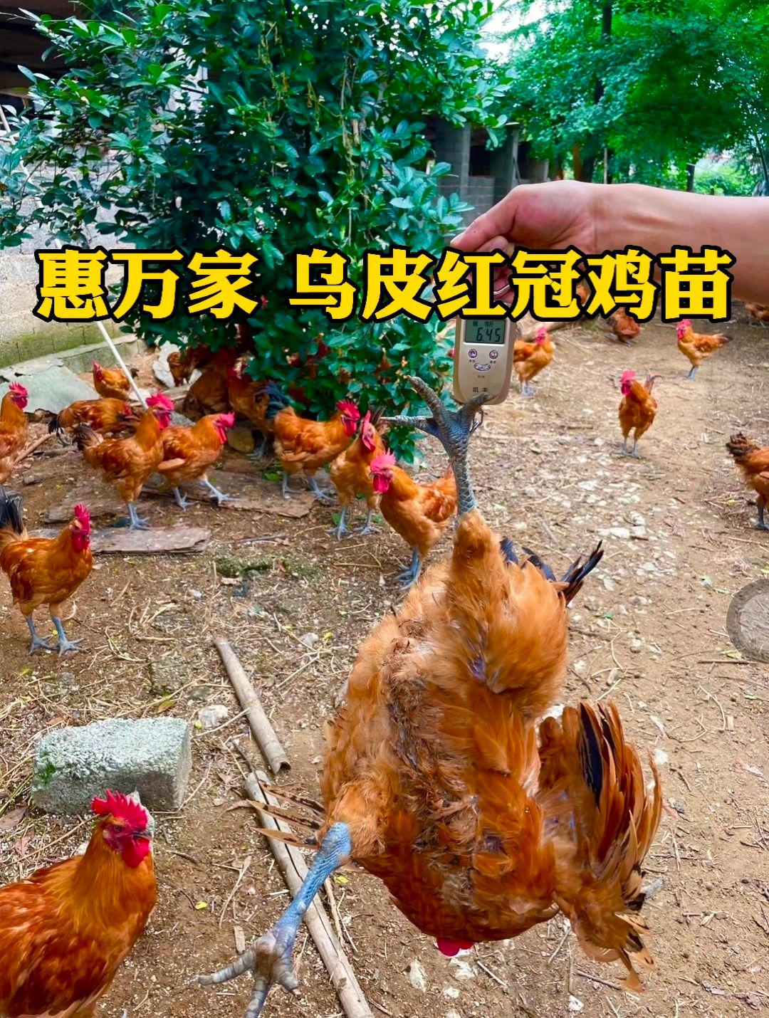 土鸡苗  乌皮红冠鸡苗 乌皮红冠土二 乌皮红冠土三鸡苗