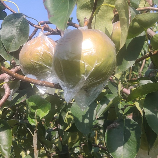 澄城县陕西玉露露香梨大量上市了