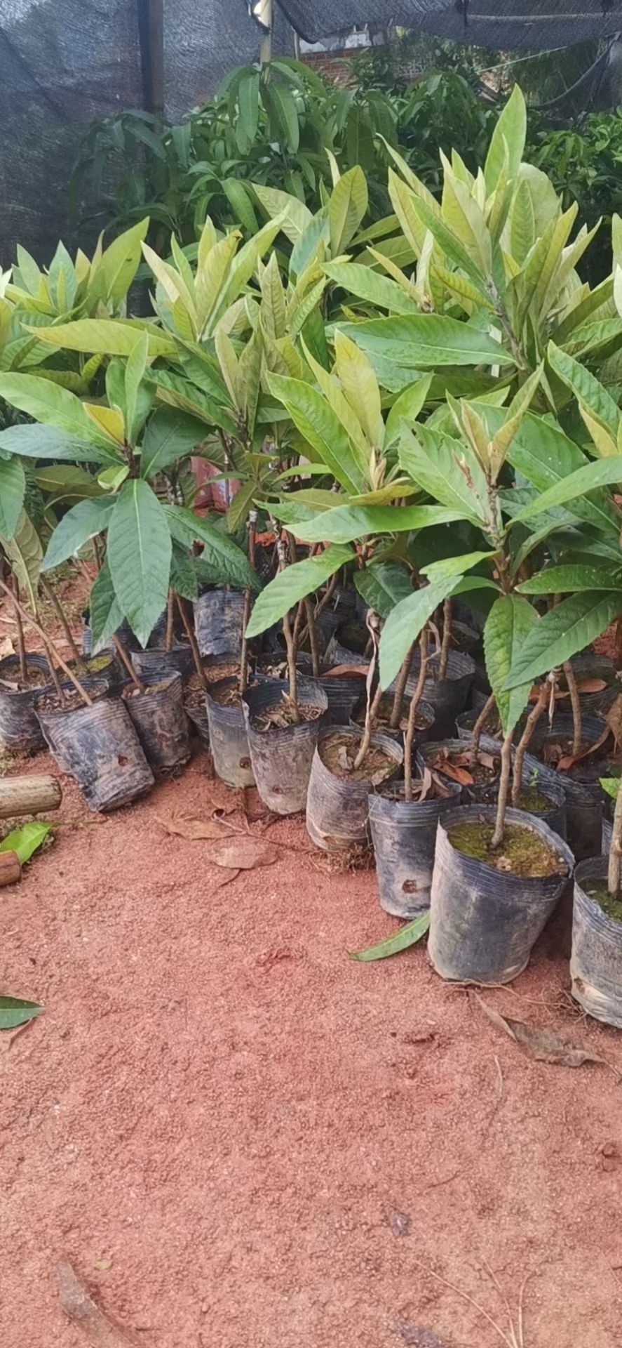 石峡龙眼苗  龙眼果苗