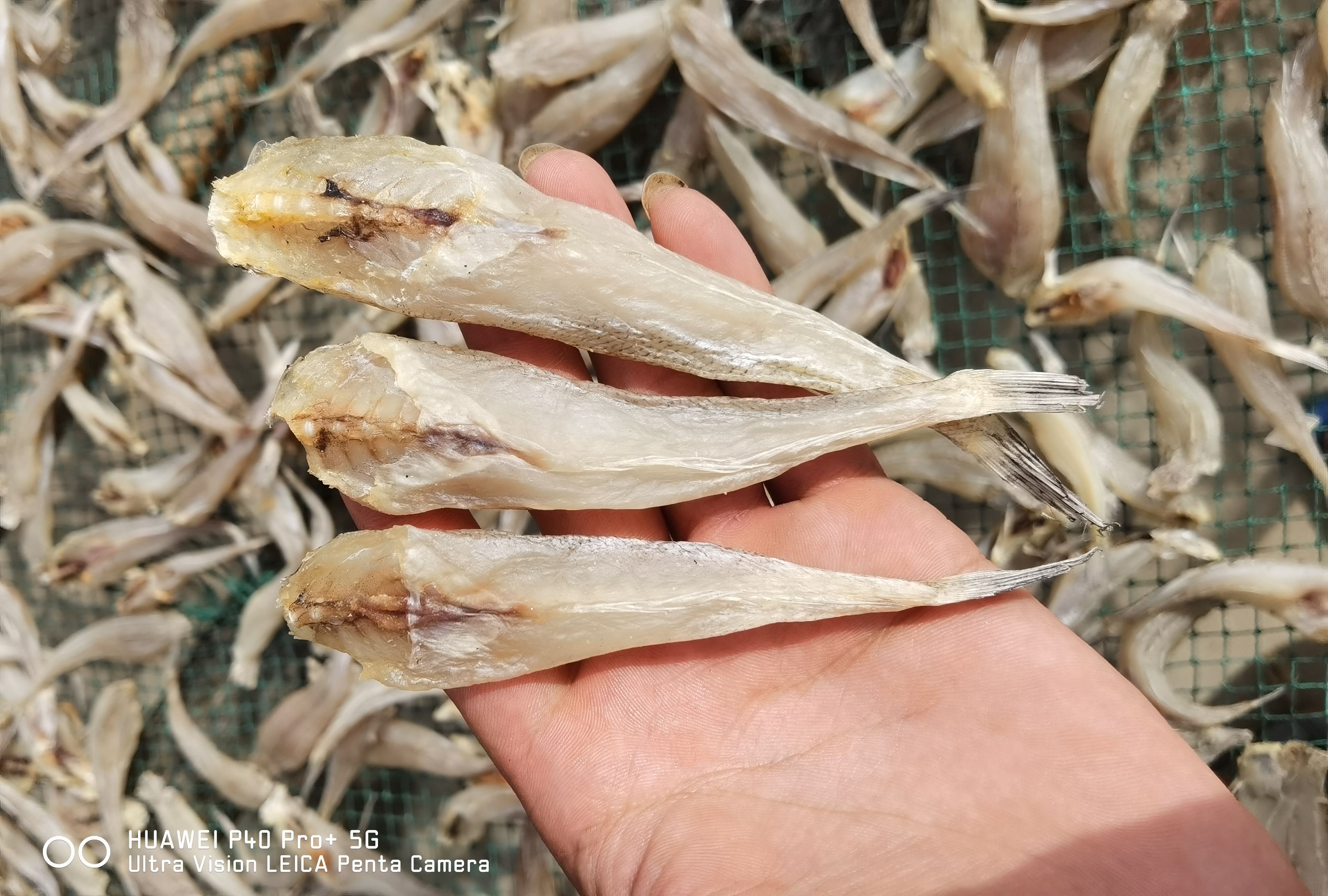 【店家推荐】去下巴沙甲丁鱼 沙丁鱼 干度好 摆摊展销走量王