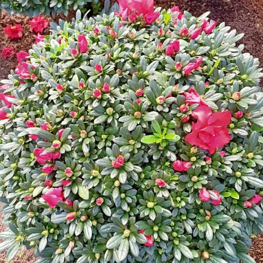 漳平市中国杜鹃花乡基地直批西洋杜鹃，各类造型杜鹃