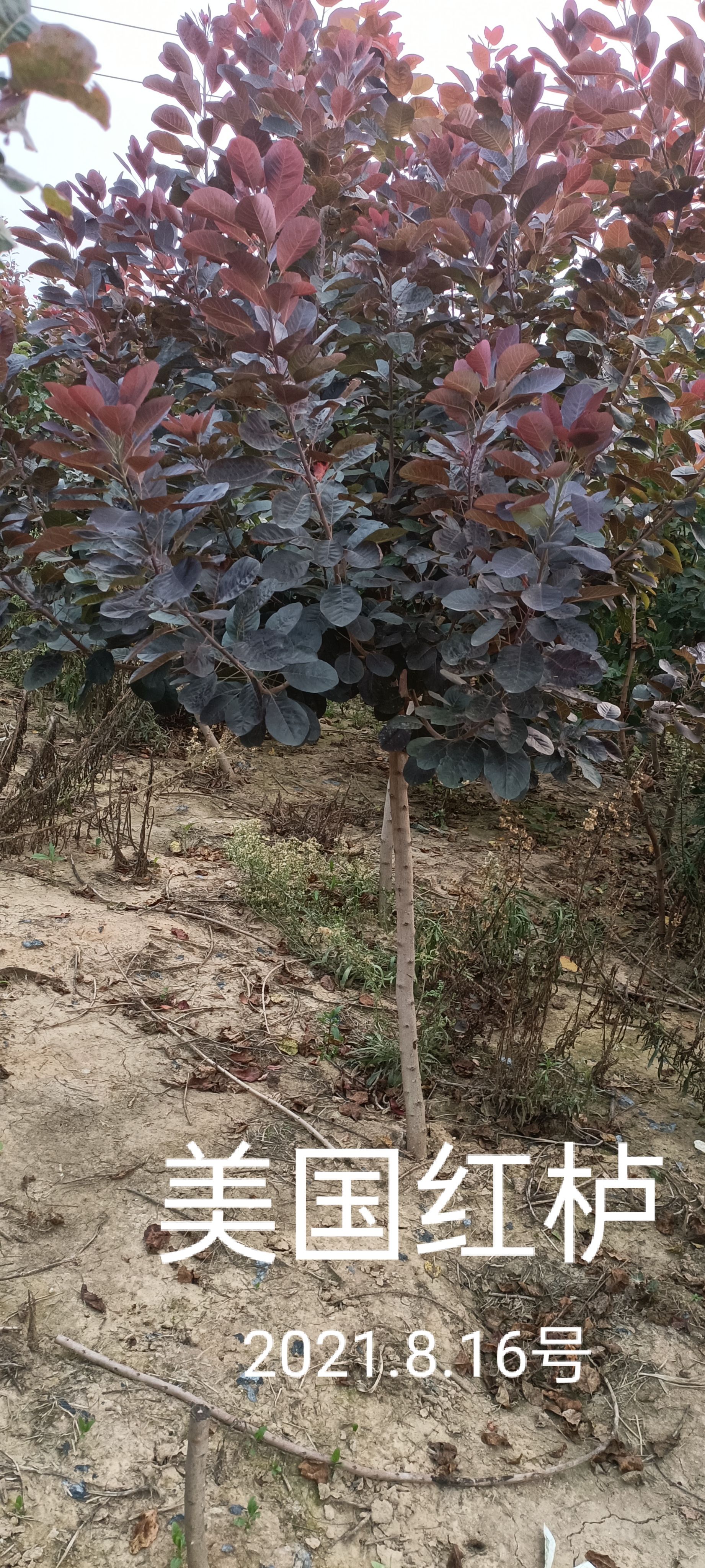  红栌美国红栌1-----8公分各种规格大小苗