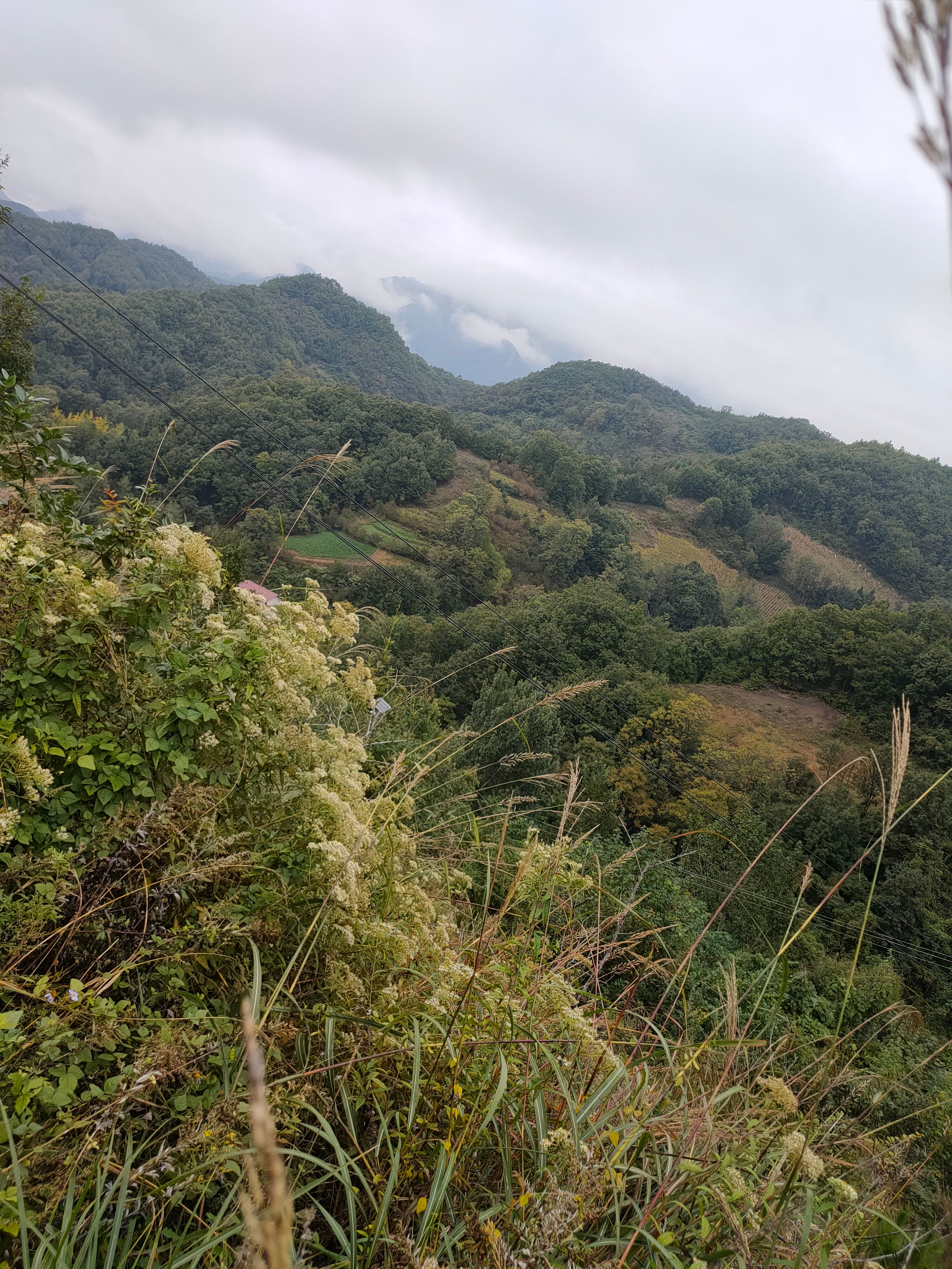 葫芦包蚂蜂蛹供应