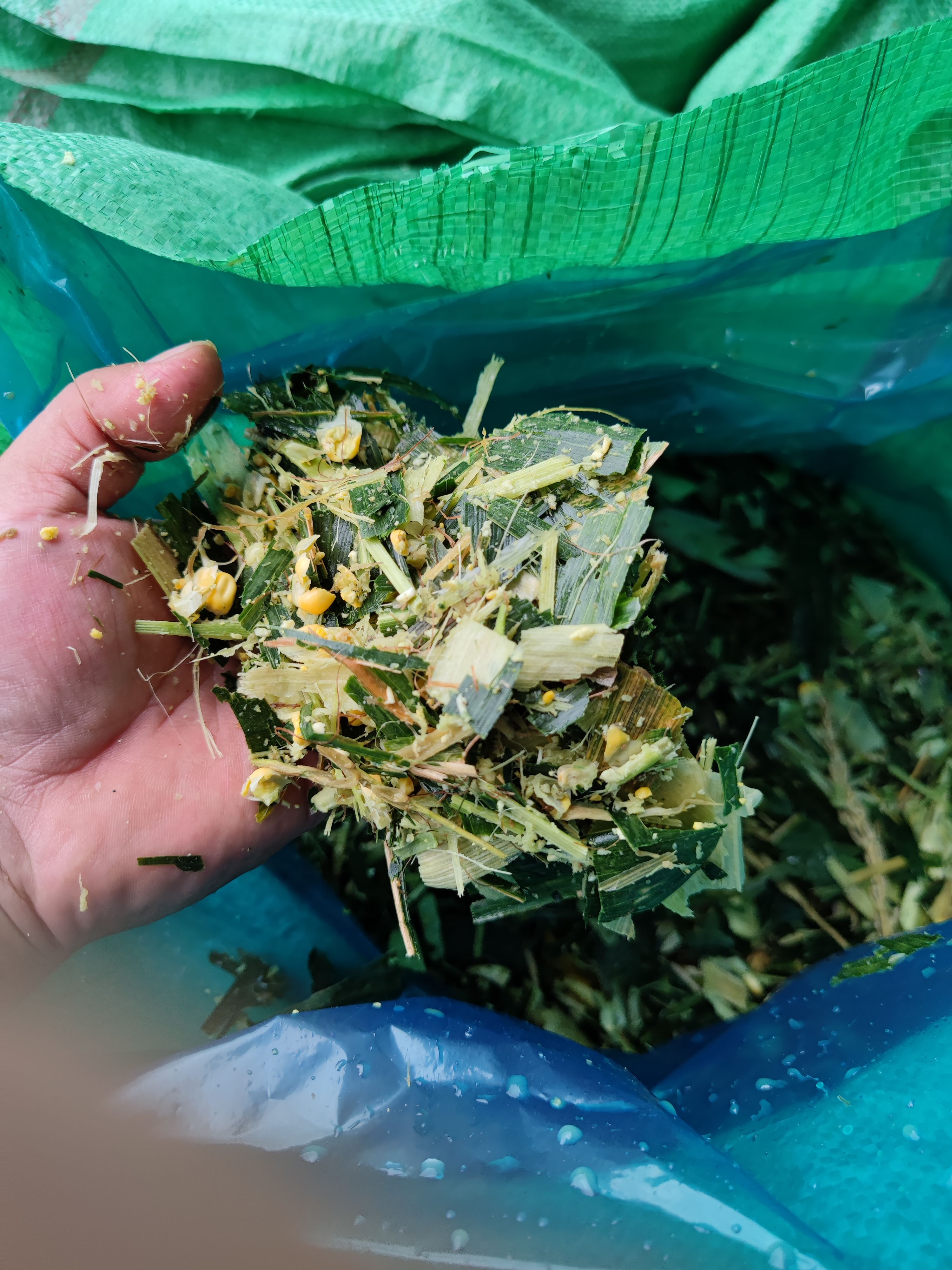 玉米青贮 青储全株玉米