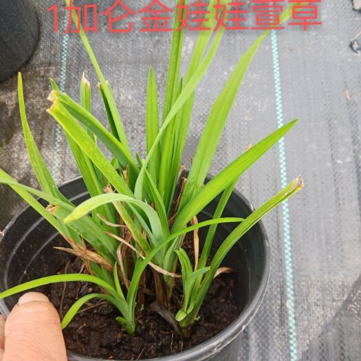丹阳市金娃娃萱草 