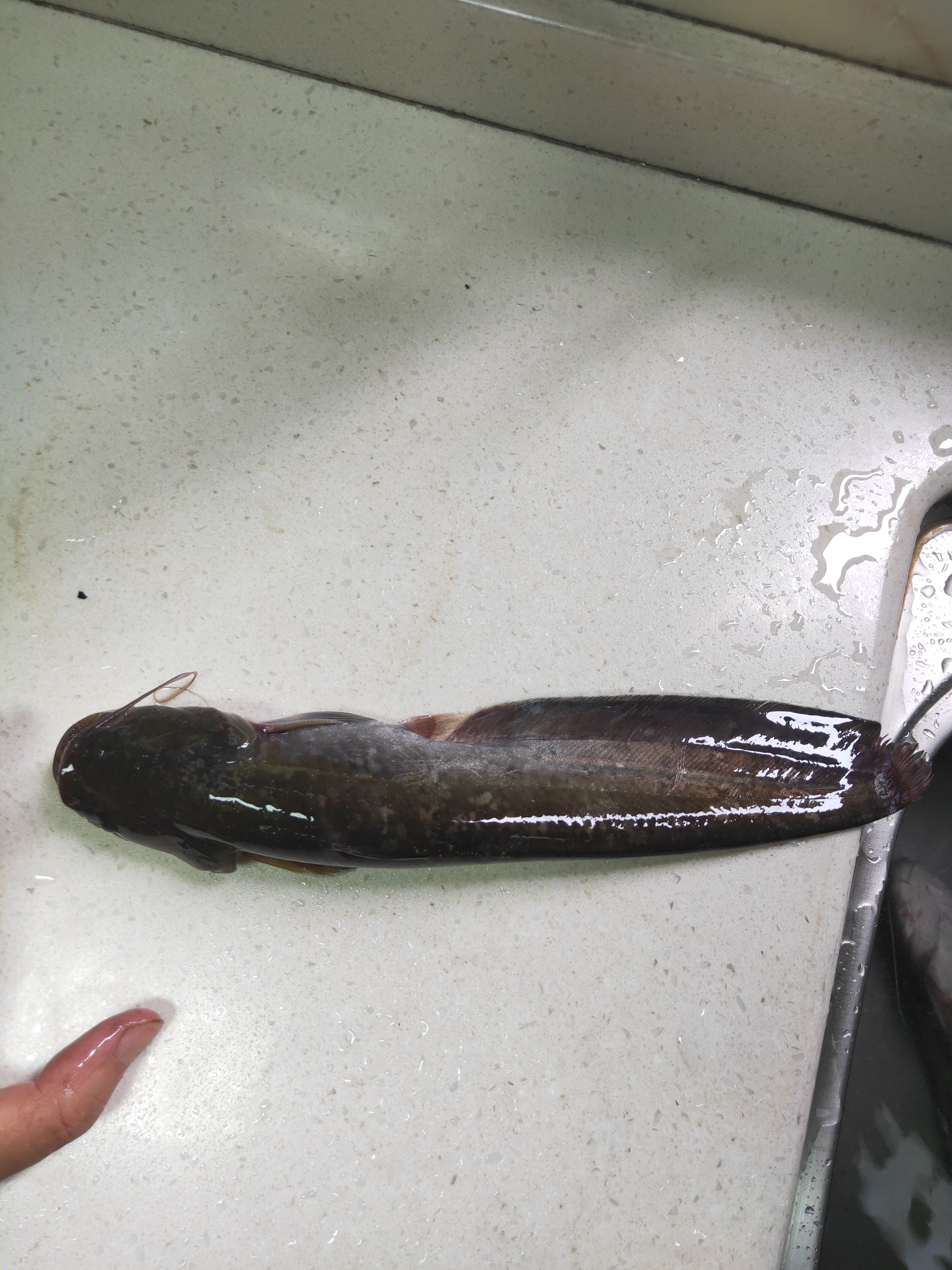 鲢鱼 仔鲢，无油