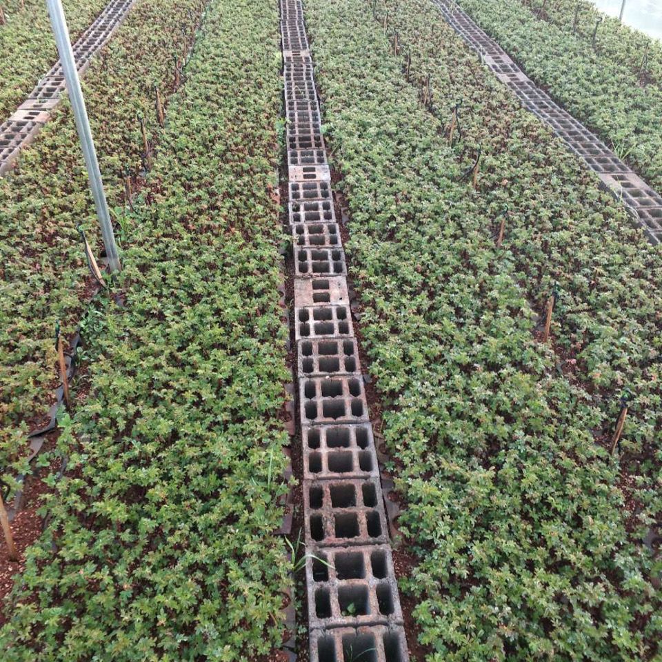 云南昆明斗南滇红墨红大马士革食用玫瑰种苗 扦插种苗 裸根小苗