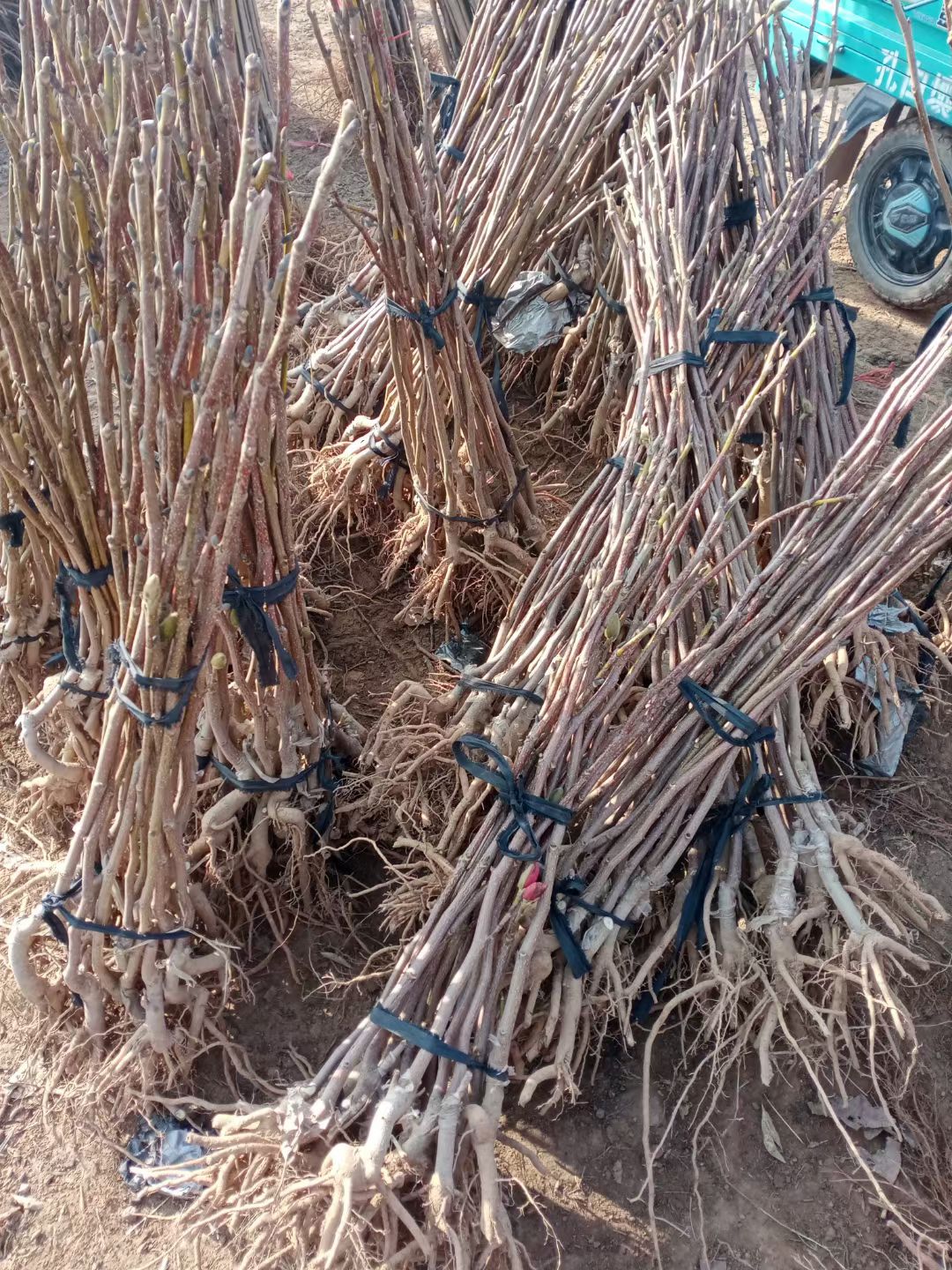 黄鸟玉兰黄玉兰观赏树金黄玉兰树苗嫁接玉兰盆栽地栽批发包邮