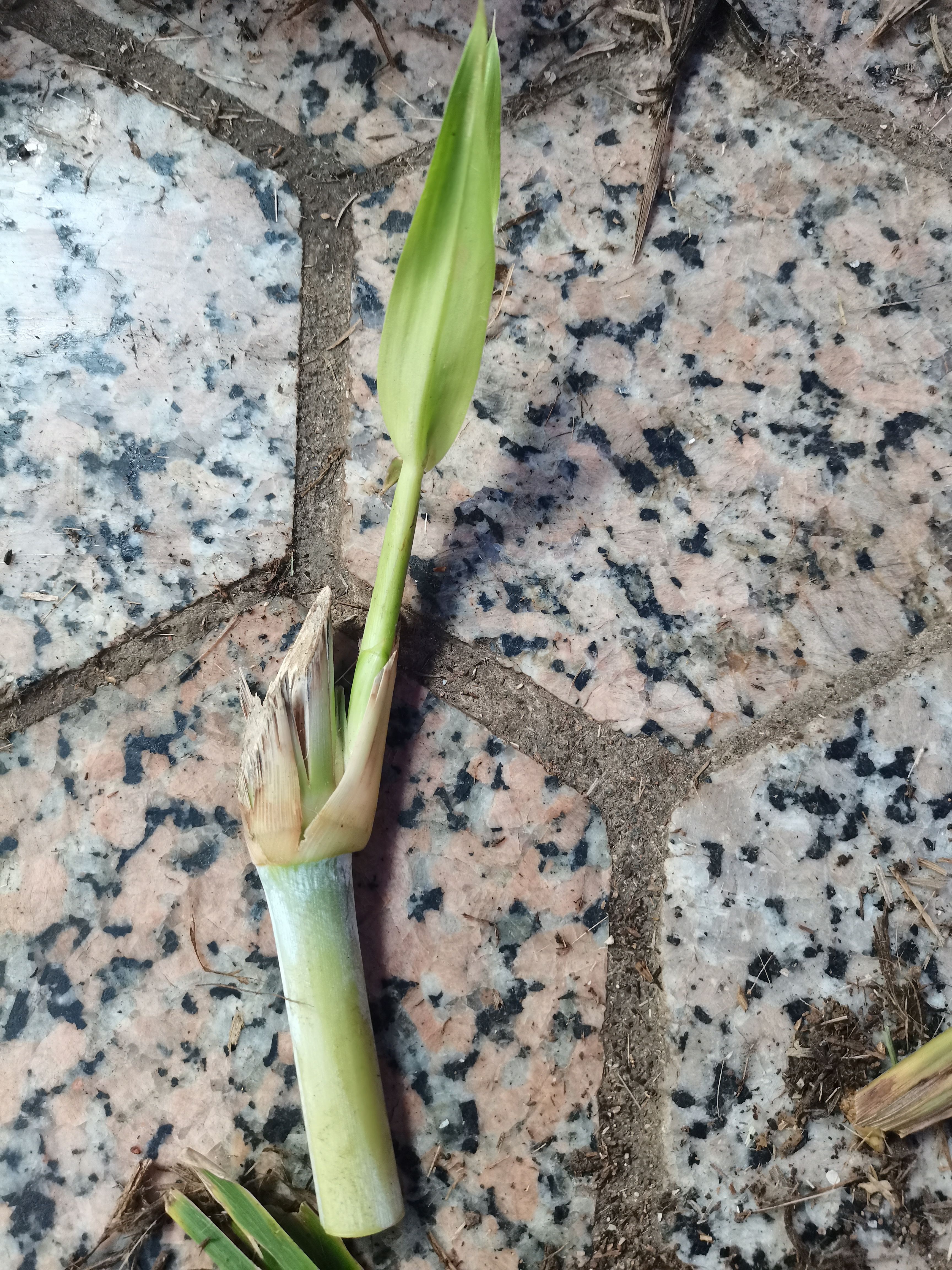 高产优质巨菌草种苗