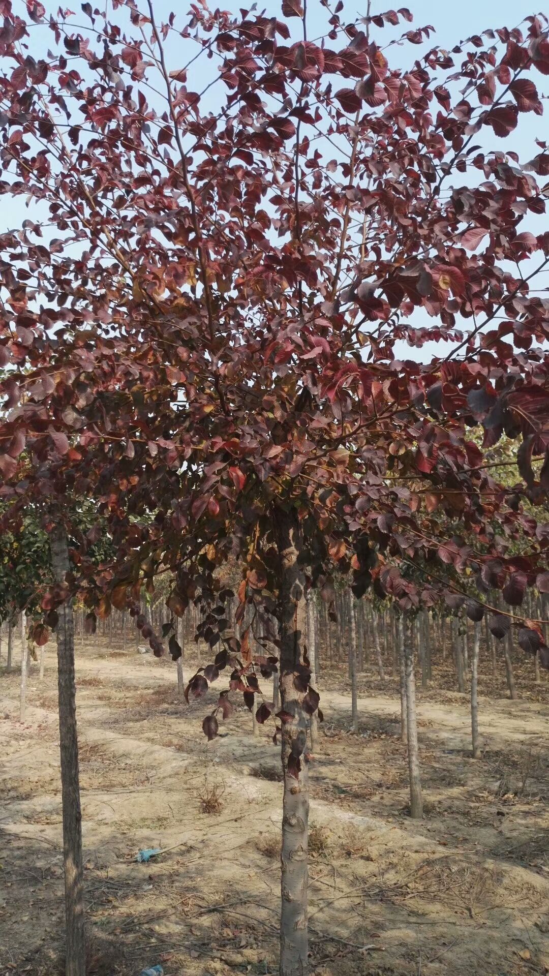  8公分红叶榆！大量出售中，质优价廉，品质有保障