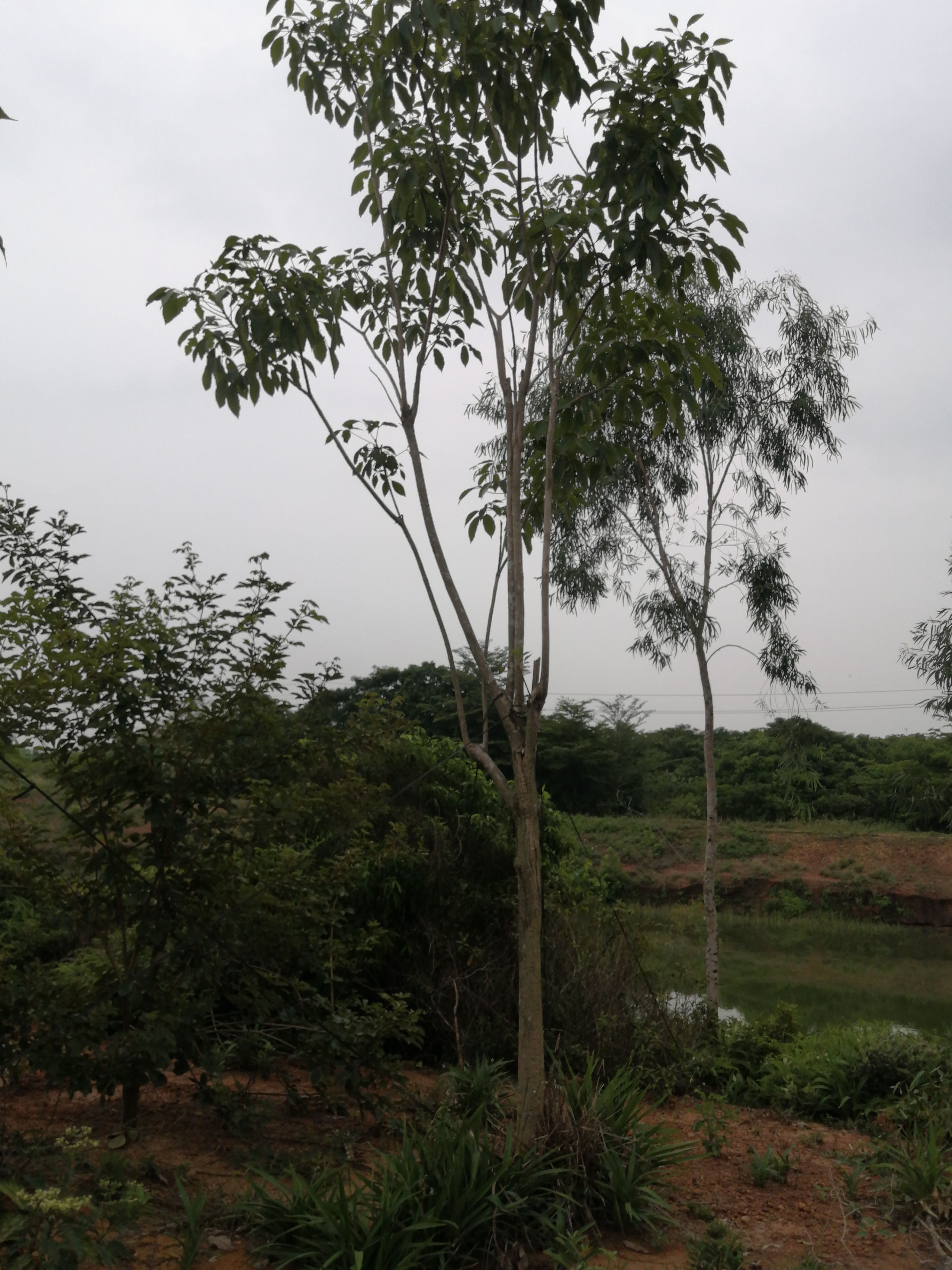 洋红风铃木  洋红(红花)风铃木