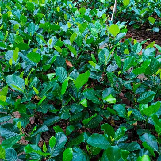 灵山县马来西亚一号菠萝蜜苗  菠萝蜜