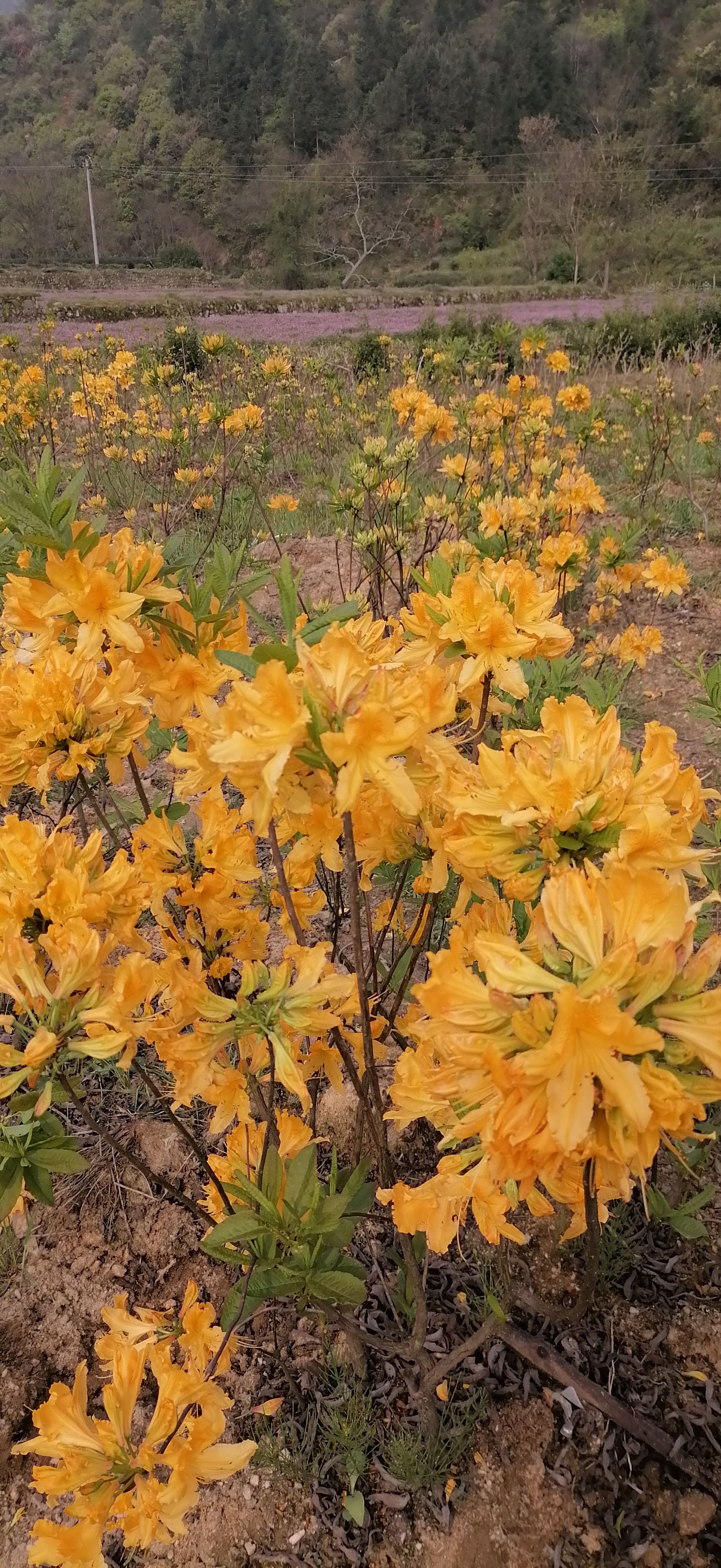 黄花杜鹃苗 黄杜鹃 羊踯躅 （大别山品种）籽播苗及种籽