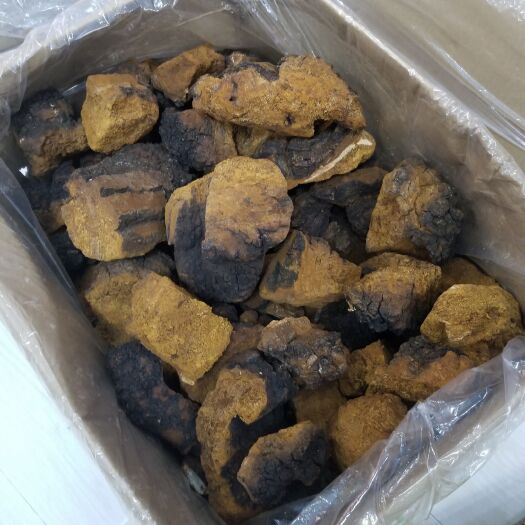 大兴安岭 桦树泪  桦树茸 俄罗斯桦树茸 三公分小块