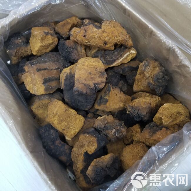  桦树泪  桦树茸 俄罗斯桦树茸 三公分小块