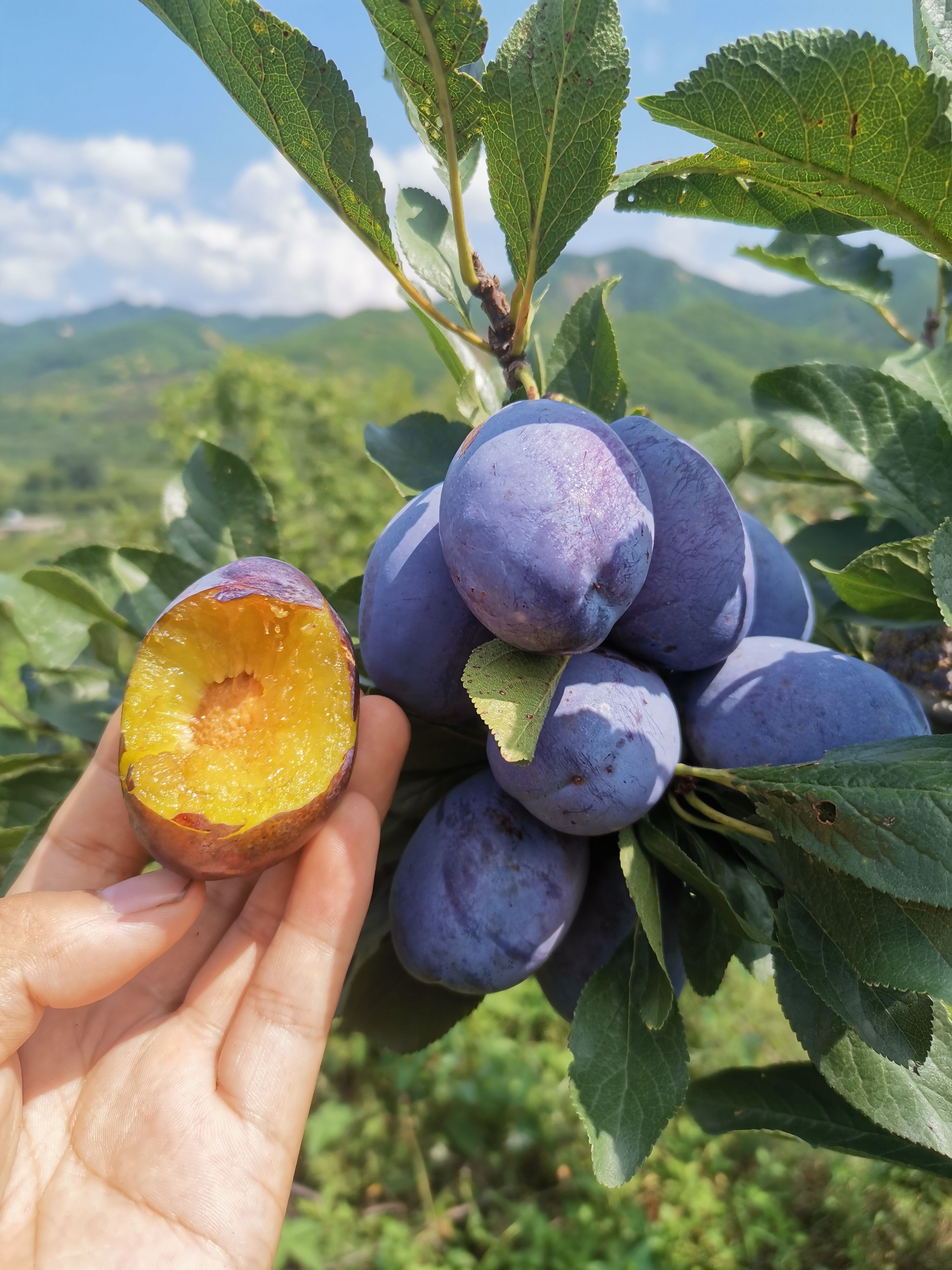 西梅苗  （保真种苗） 蓝蜜西梅李 蓝密西梅树苗