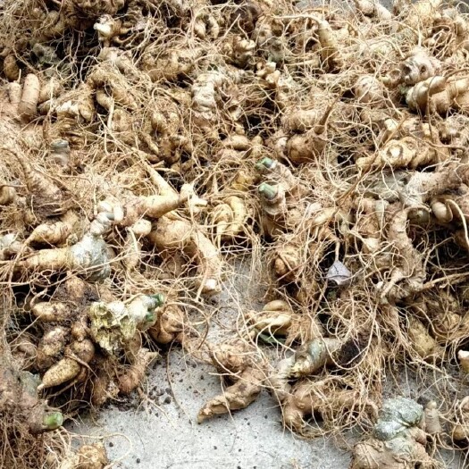 龙陵县竹节参大量上市自产自销，