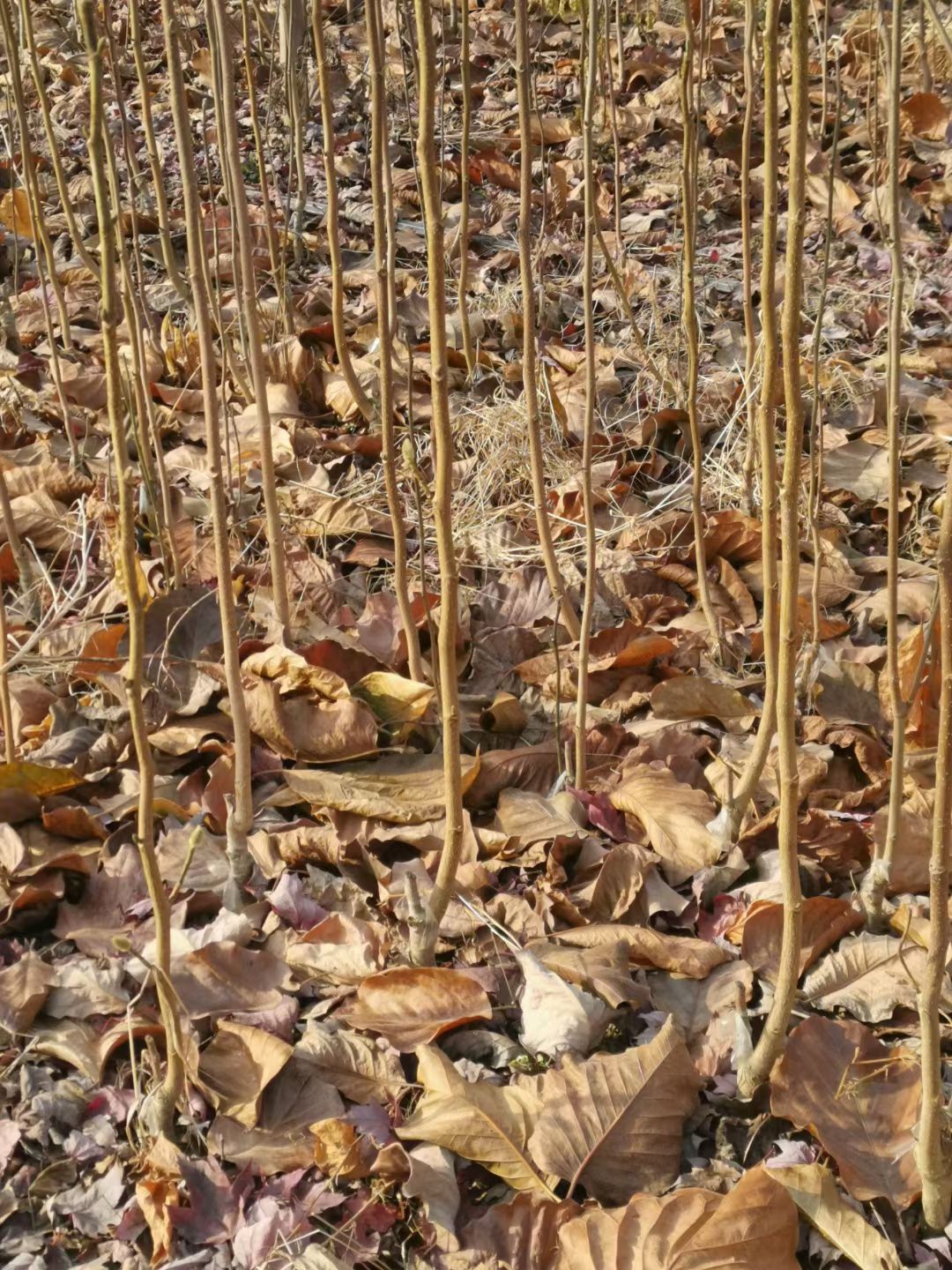 娇红一号红花玉兰玉兰苗牡丹红花玉兰嫁接成品苗包邮价格批发零售