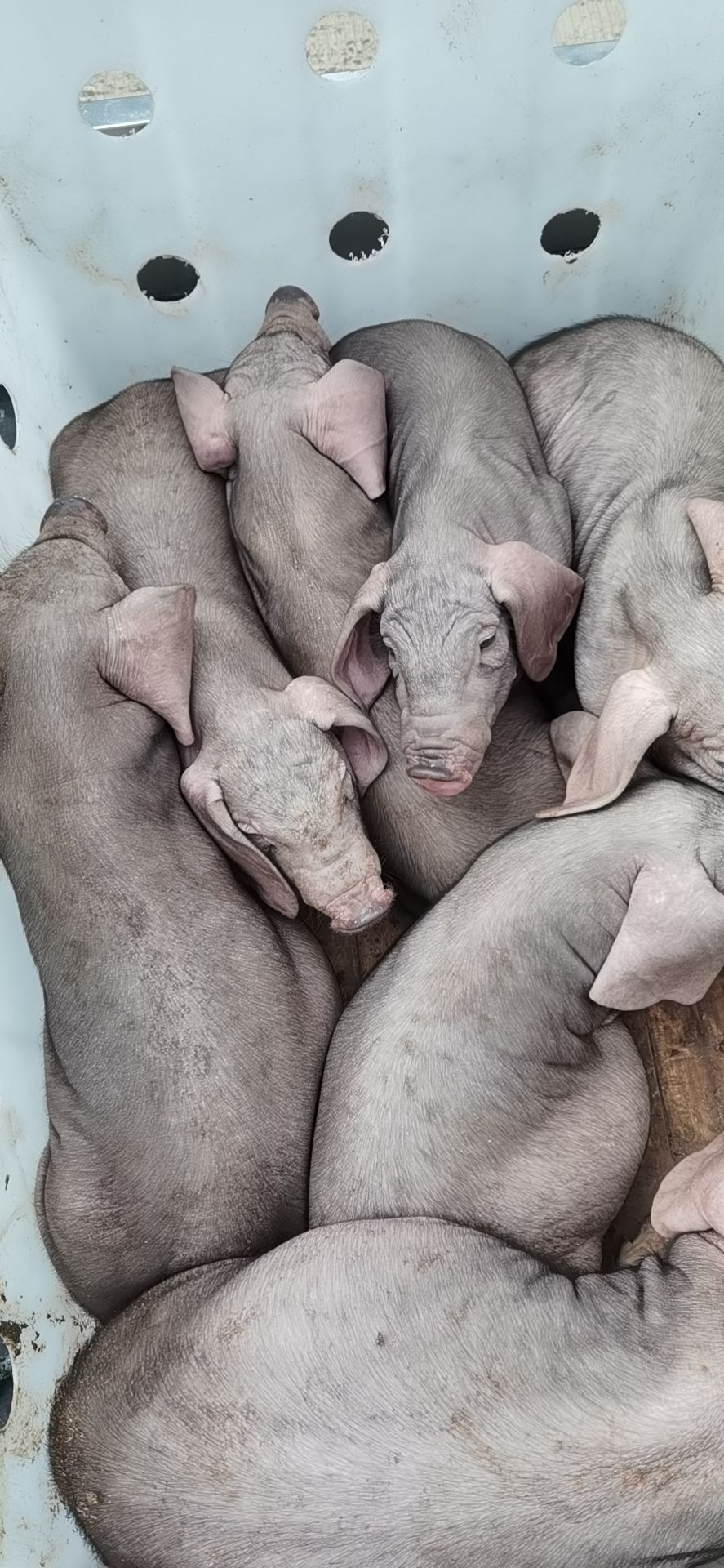 太湖猪苗  原种太湖母猪抗病毒，扎头多，奶水分泌好，产仔多，