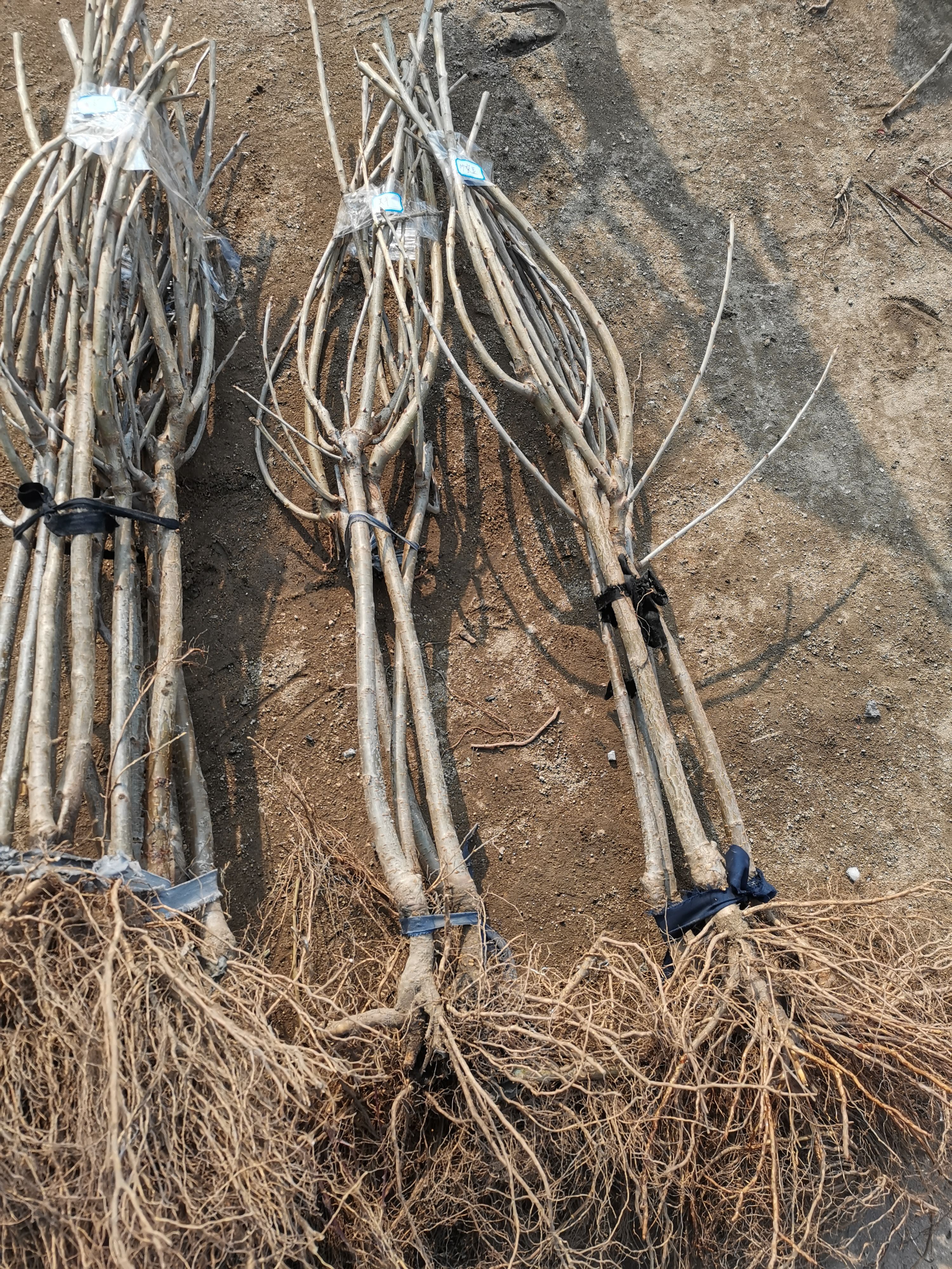 俄罗斯8号樱桃苗  （纯真种苗）俄罗斯八号大樱桃树苗 车厘子