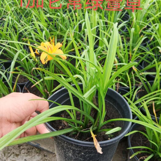丹阳市大花萱草 