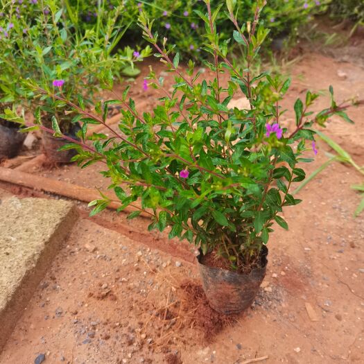 宜良县满天星，萼距花，雪茄花，云南昆明满天星种植批发
