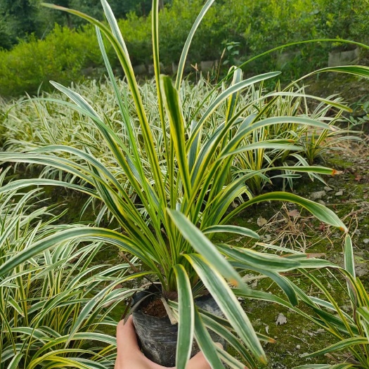 成都基地直销山菅兰 大小杯规格齐全 工程苗花镜盆苗量大从优