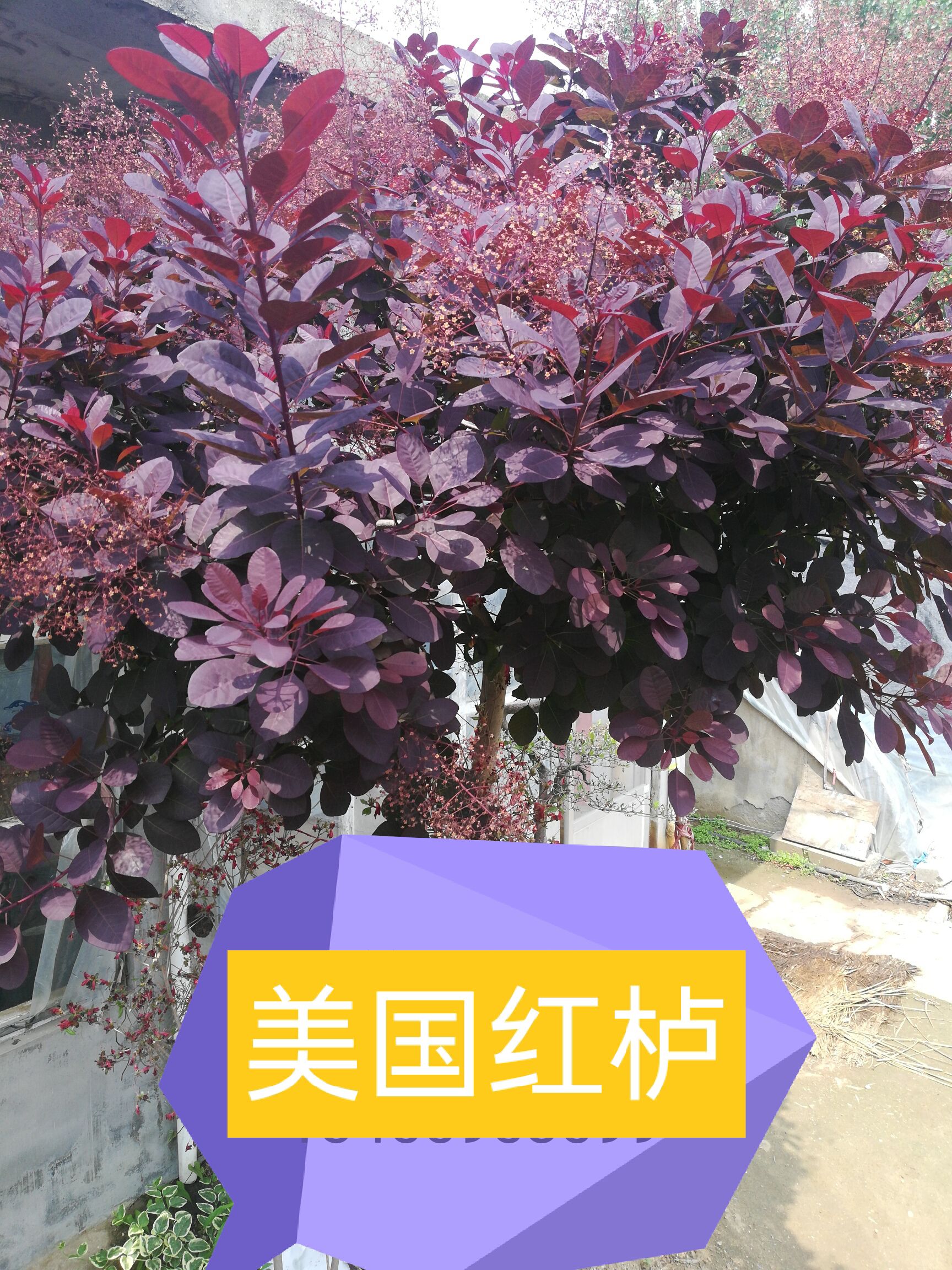  红栌美国红栌1-----8公分各种规格大小苗