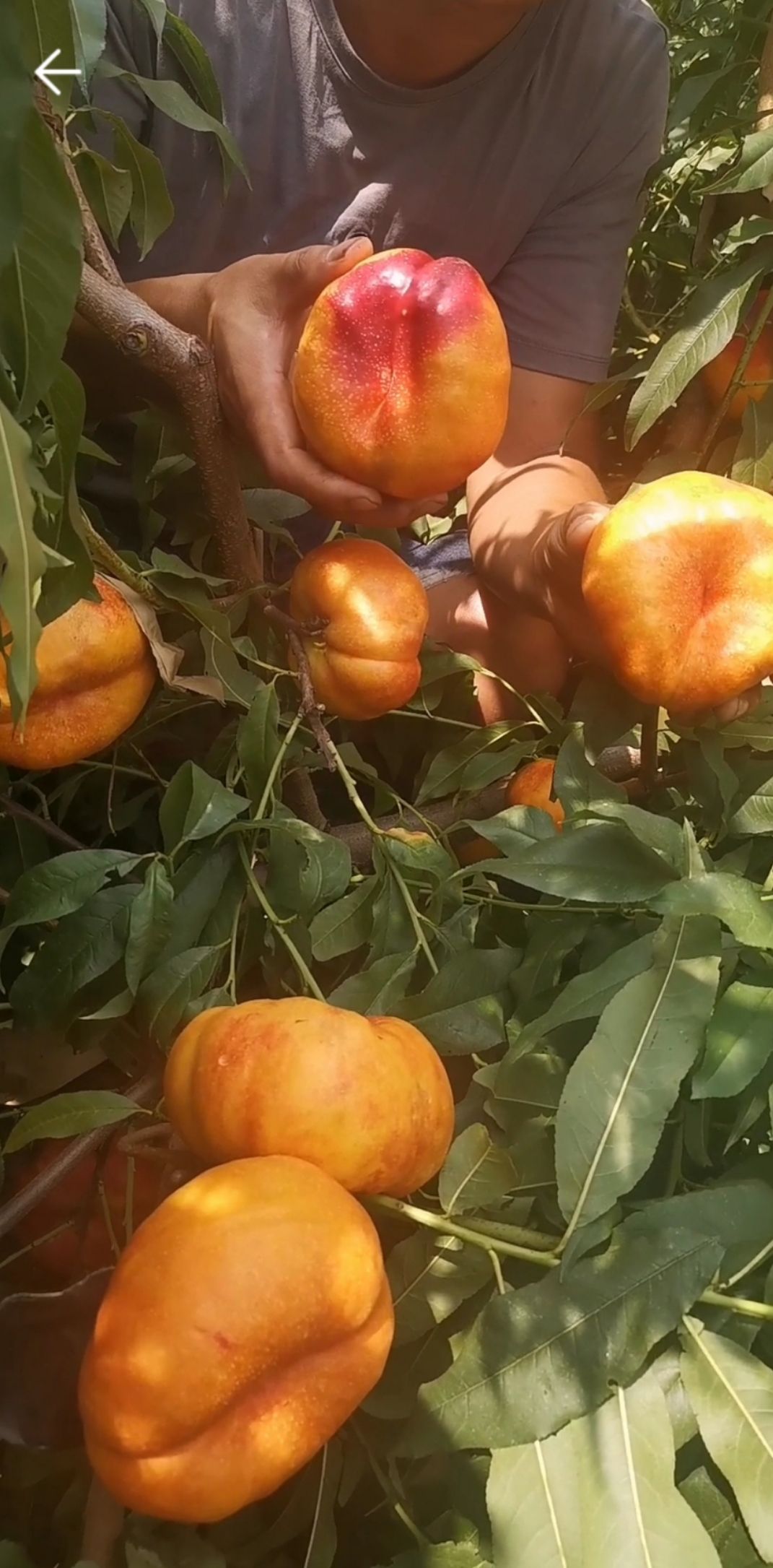 桃树苗  （纯真种苗）油蟠  油潘7-7