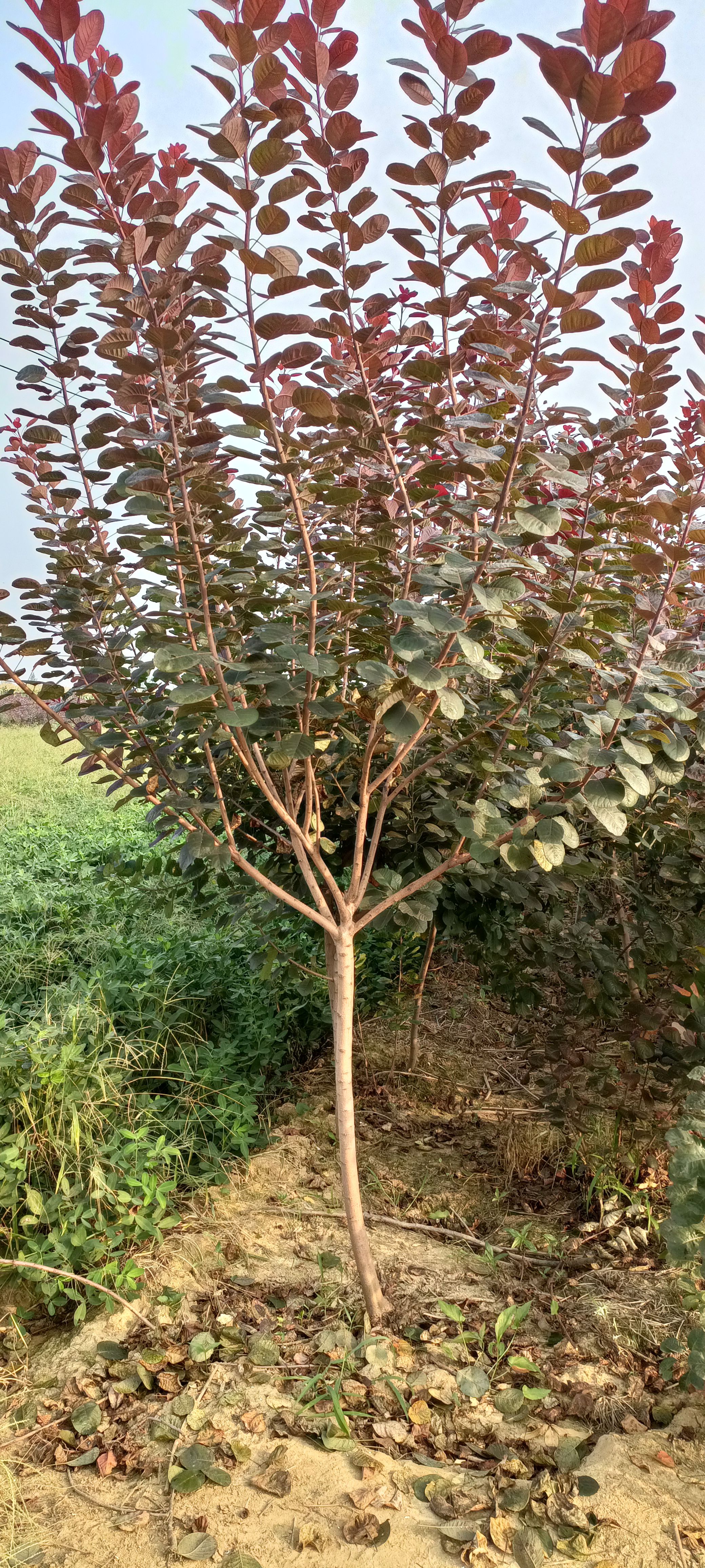  红栌美国红栌1-----8公分各种规格大小苗