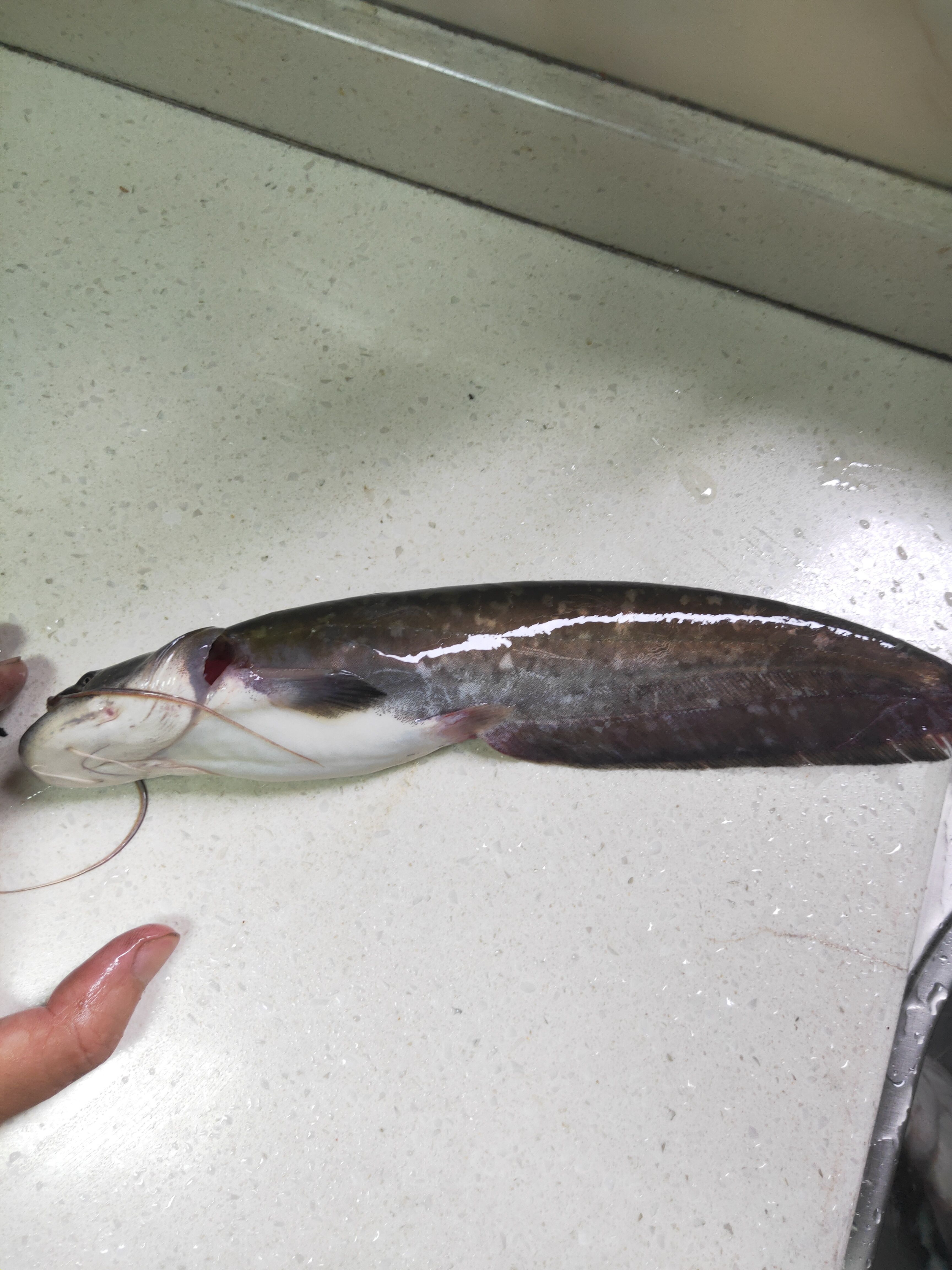 鲢鱼 仔鲢，无油