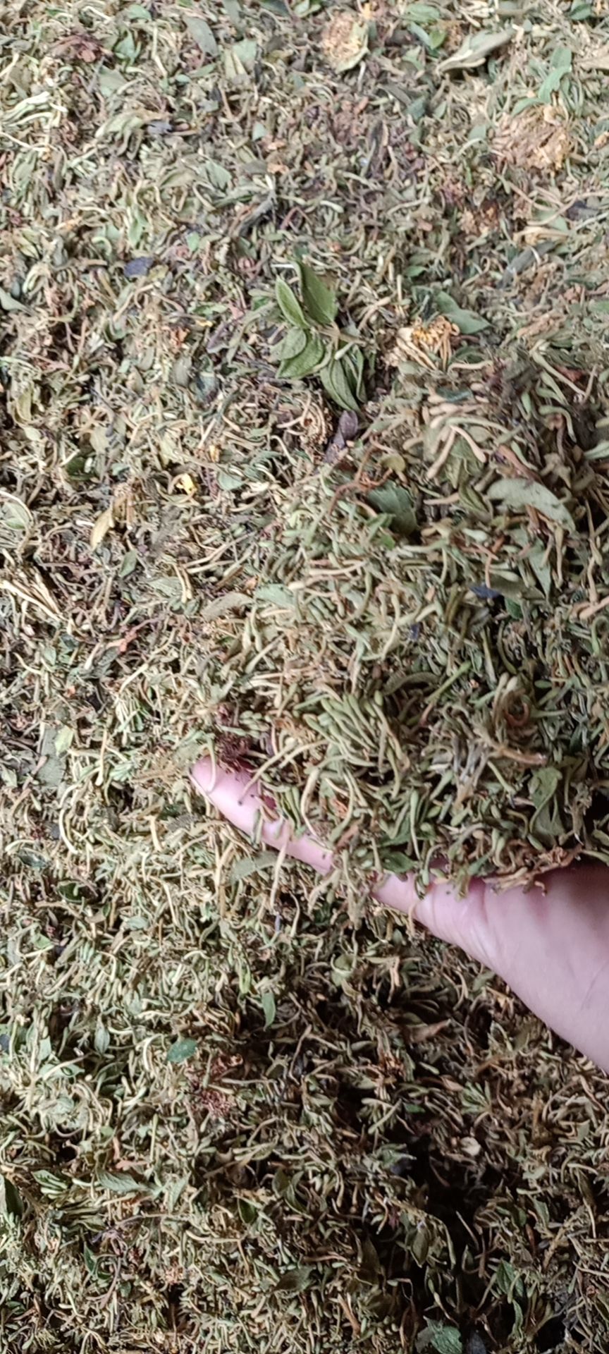 天然金银花，太阳晒干，干度百分之九十八，无硫无霉。