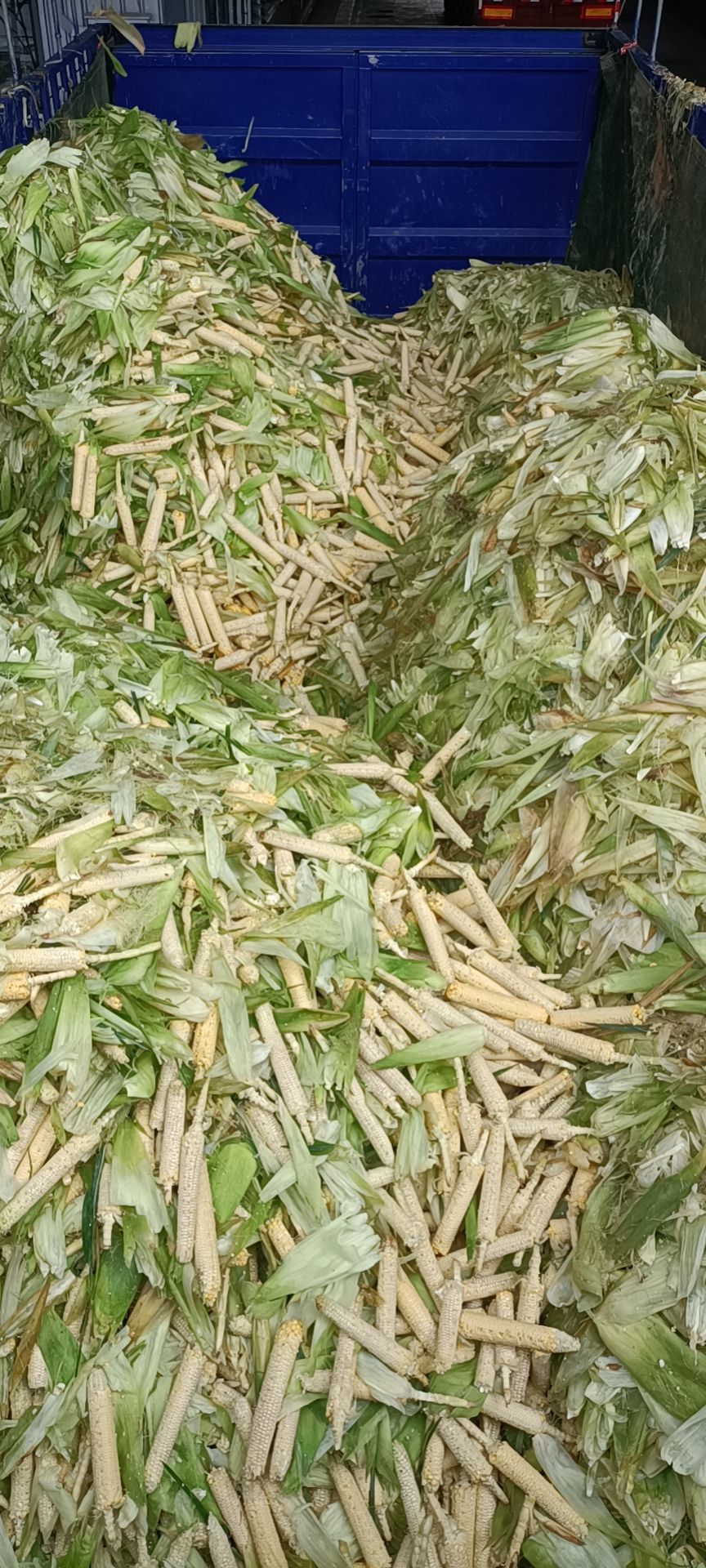  鲜玉米芯玉米衣