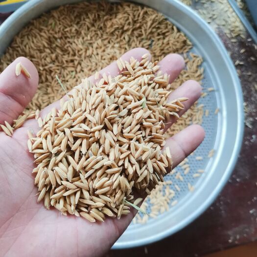 霍邱县籼稻谷  大量出售22年烘干稻谷加工补库