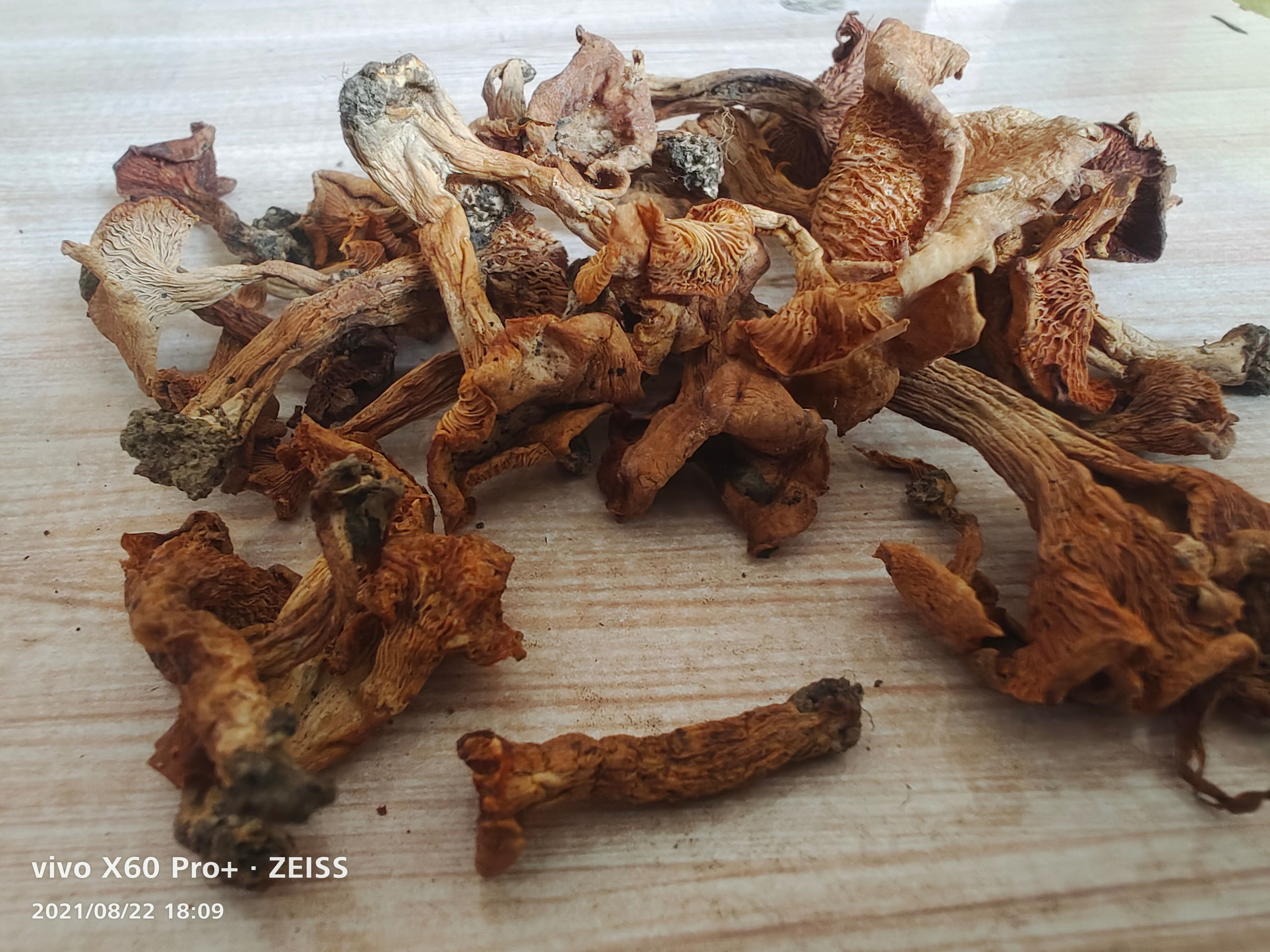 林下鸡油菌，鸡油菌干货现货上新干货