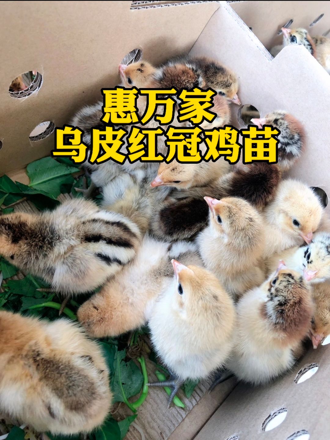 土鸡苗  乌皮红冠鸡苗 乌皮红冠土二 乌皮红冠土三鸡苗