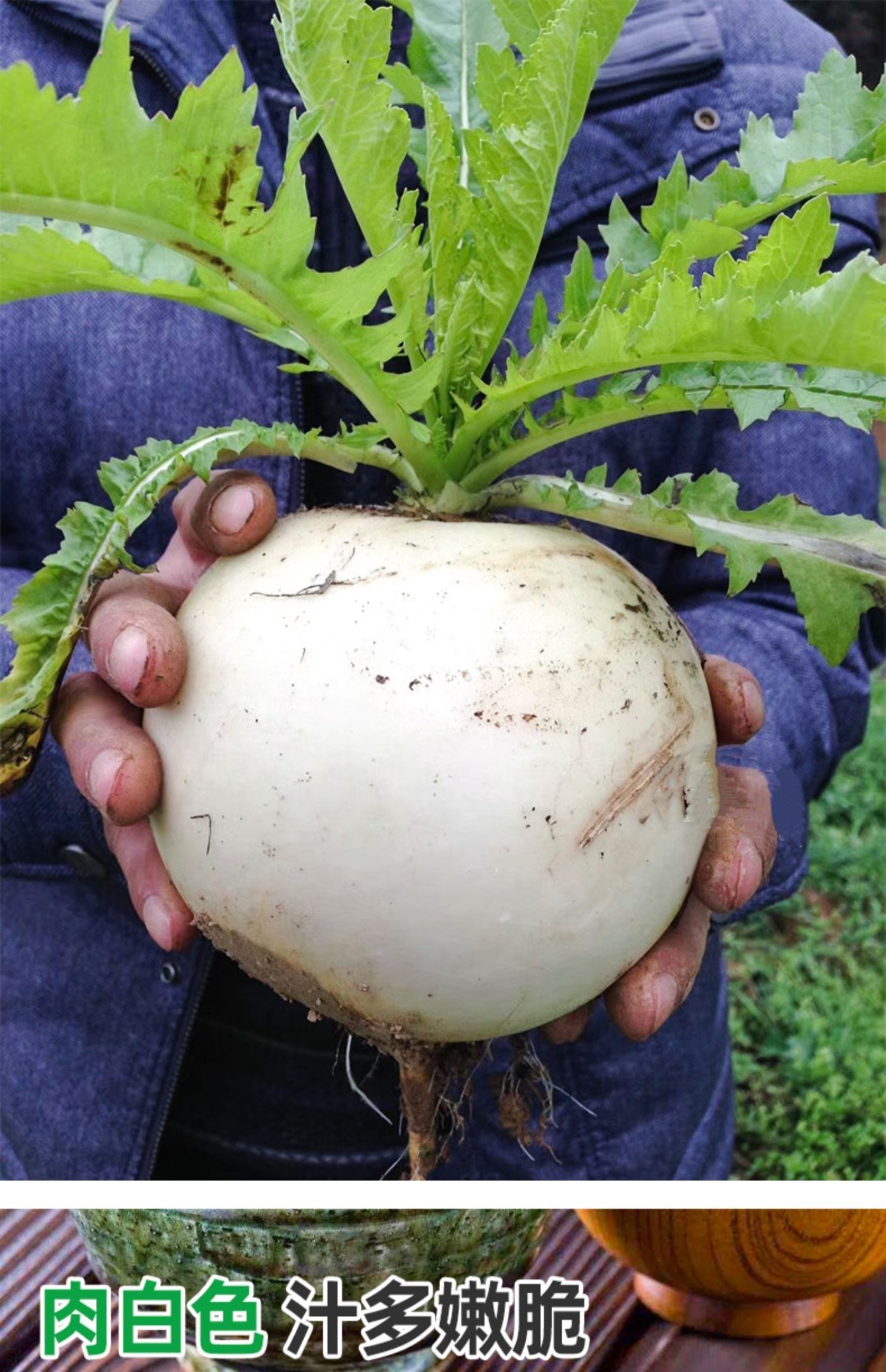 大春不老萝卜种子种籽四季蔬菜种甜圆冰糖萝卜耐抽苔