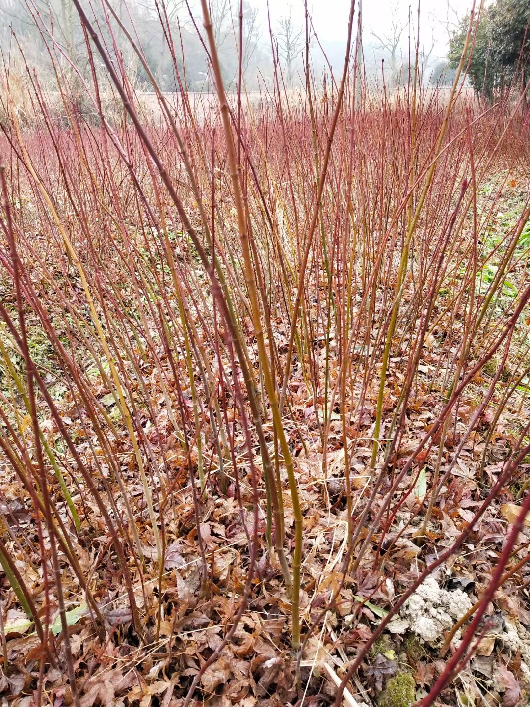 鸡爪槭，鸡爪槭树苗地径0.5一2公分大量供应！欢迎来电咨询！