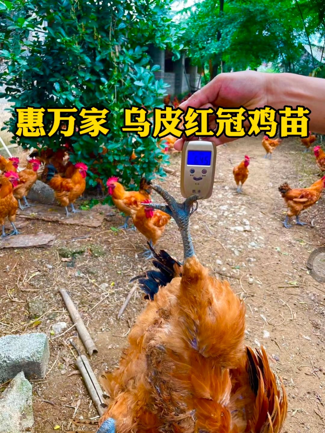 土鸡苗  乌皮红冠鸡苗 乌皮红冠土二 乌皮红冠土三鸡苗