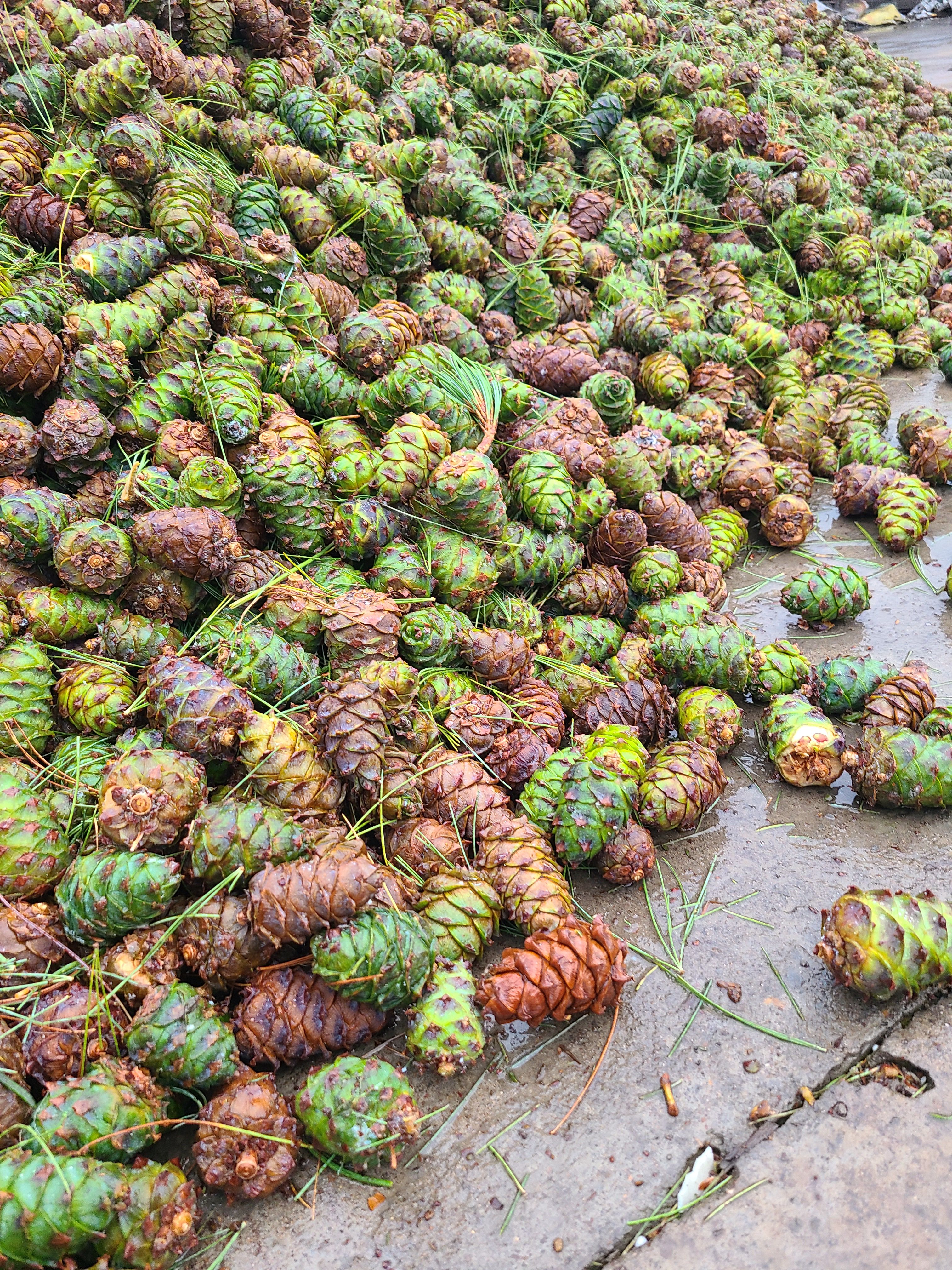 马尾松种子 大兴安岭马尾松塔偃松塔产地直供大量批发新货