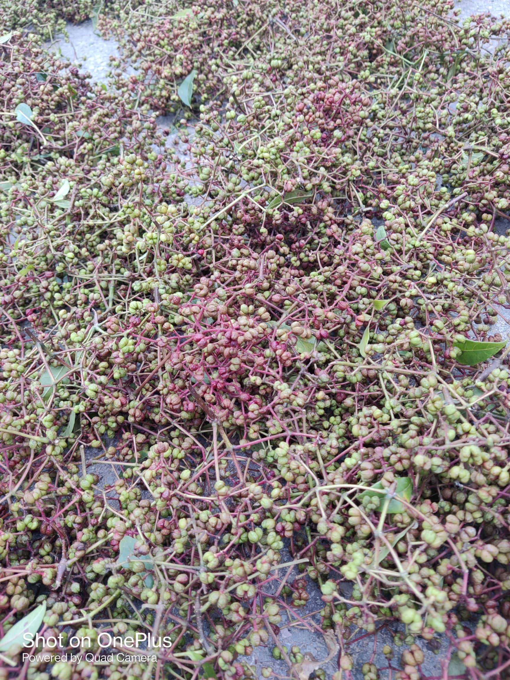  吴茱萸（大花）气辣子