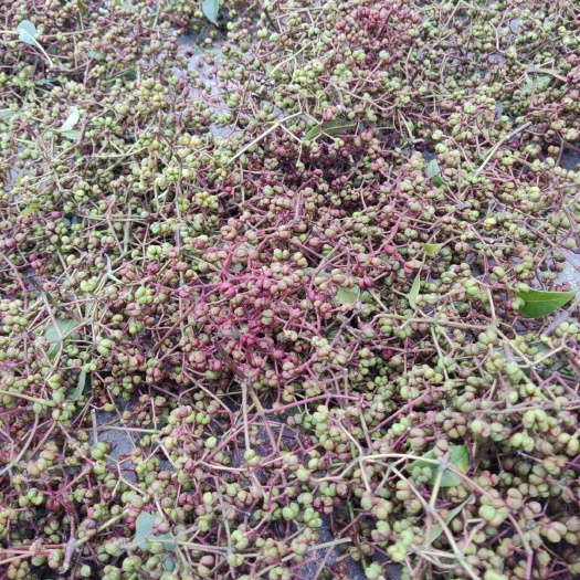 万源市 吴茱萸（大花）气辣子