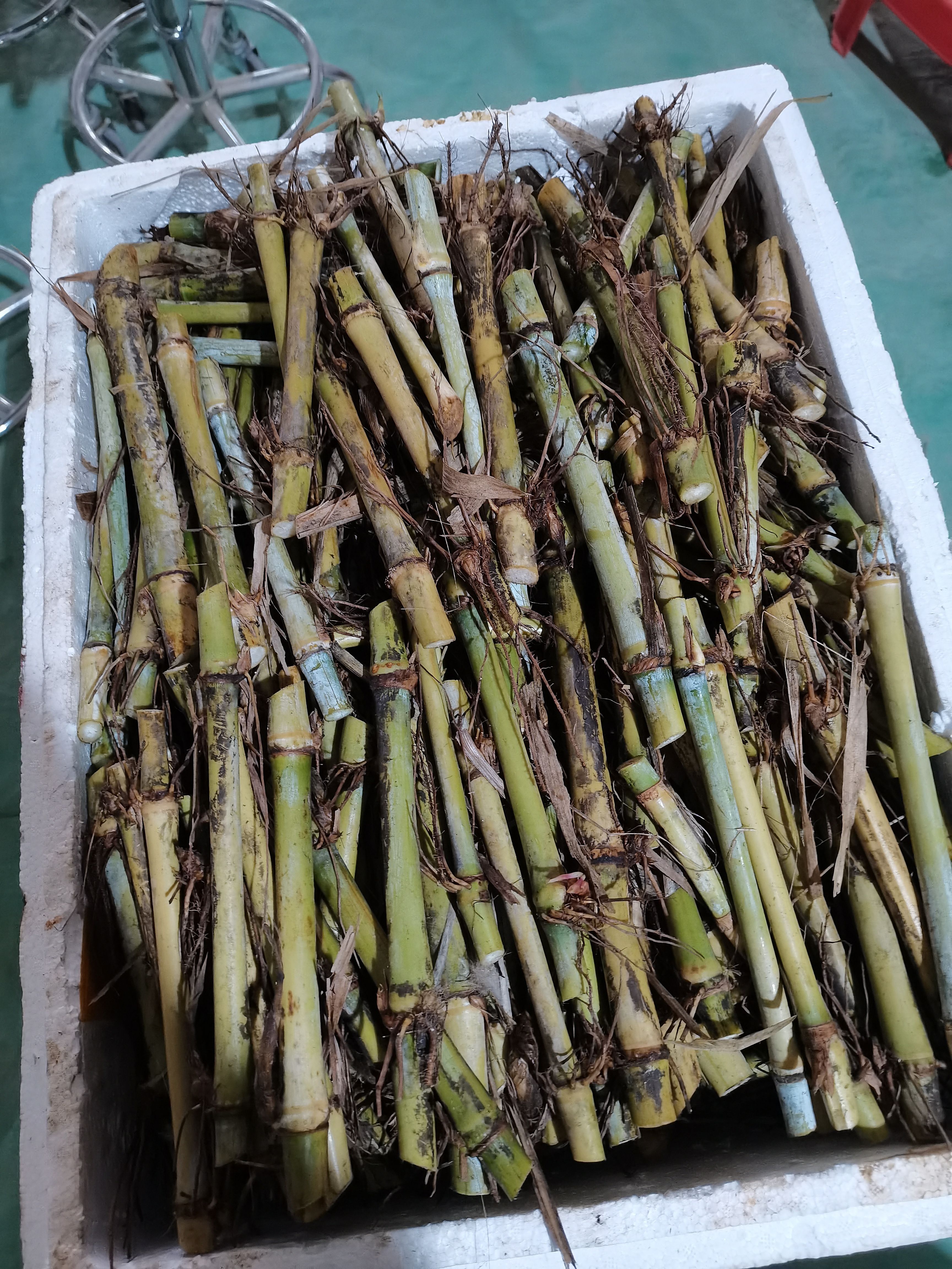 高产优质巨菌草种苗