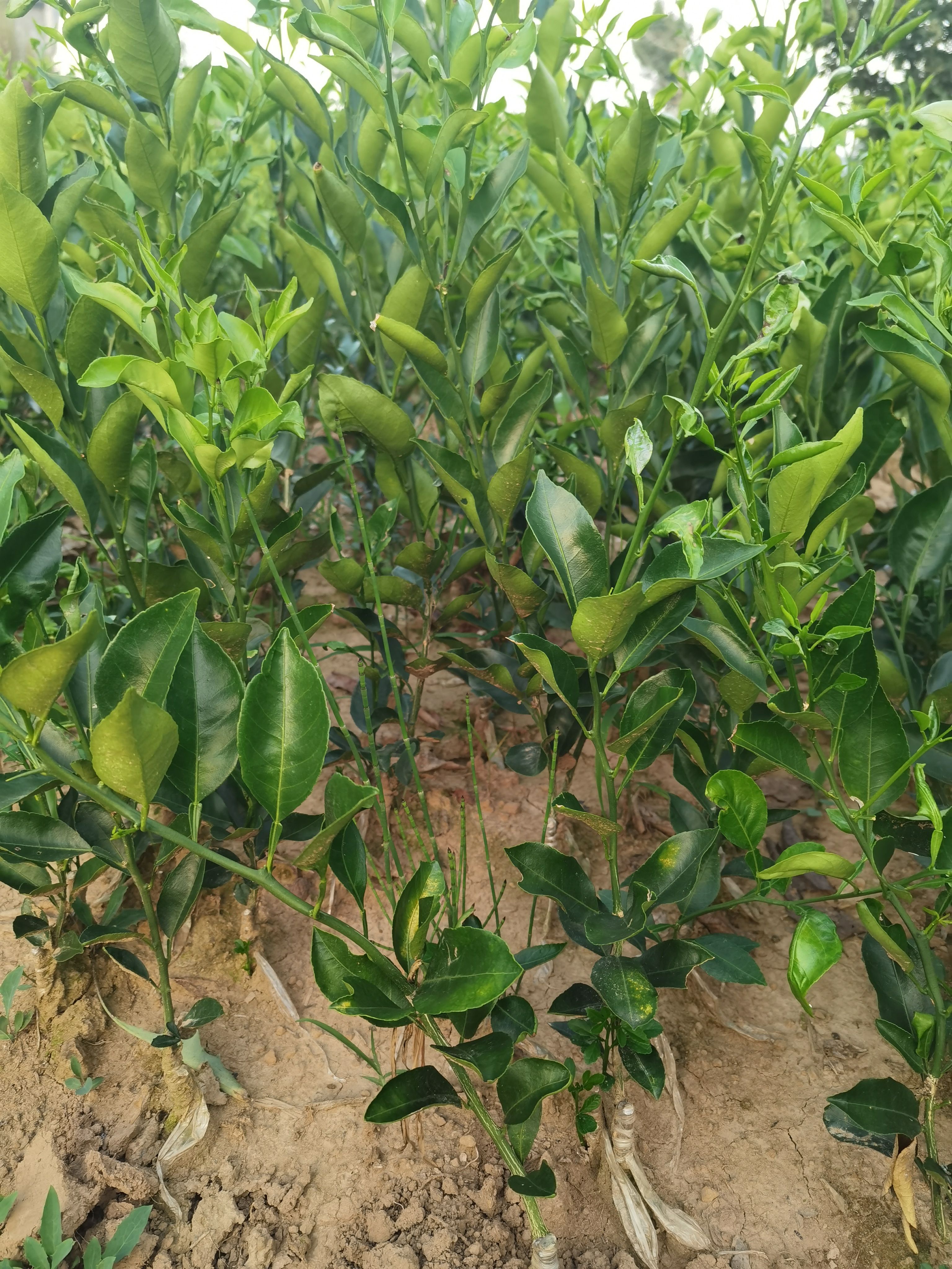 沃柑苗  明日见，沃柑，春见，丑柑，不知火，爱媛38，碰柑苗