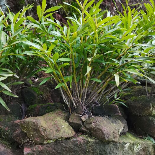 眉山夹江叠鞘石斛  叠鞘石斛