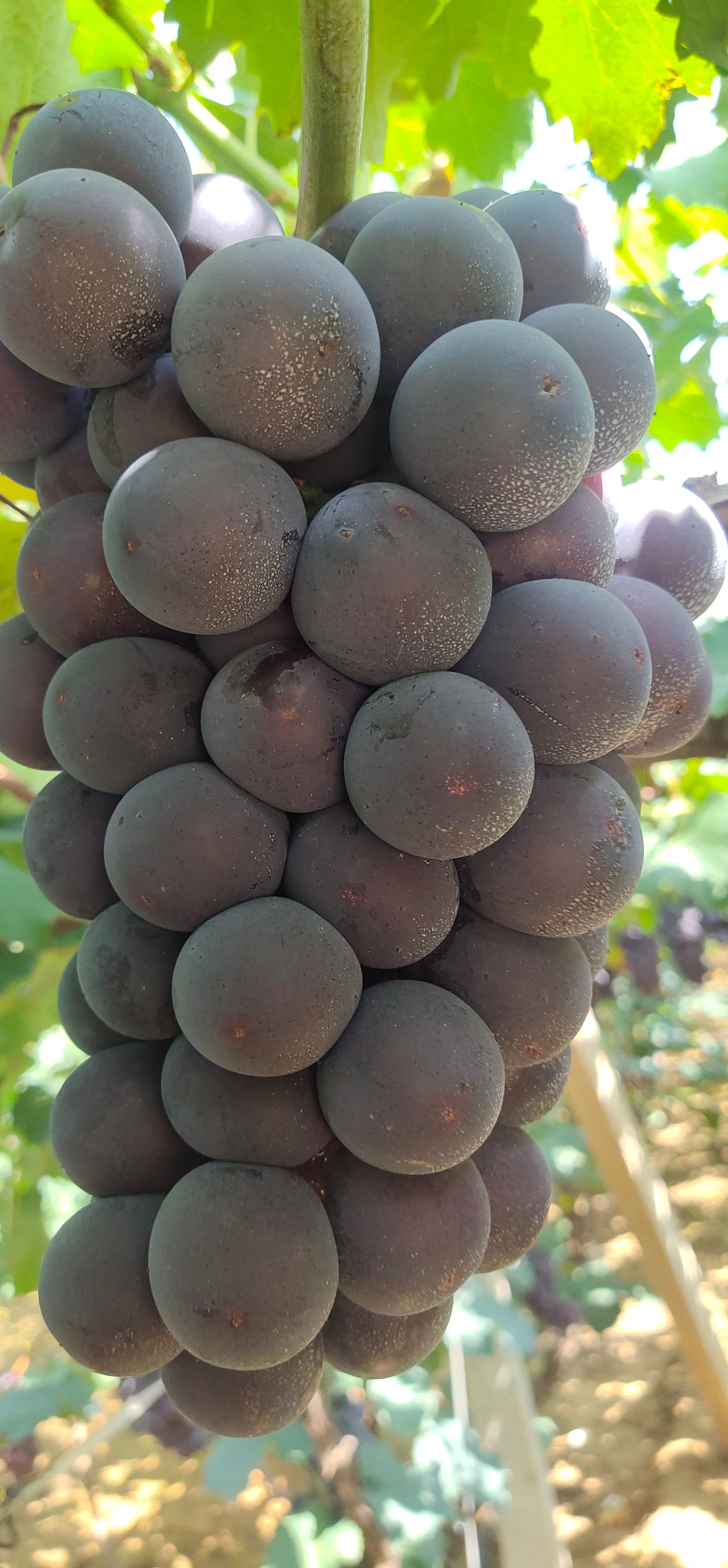 巨峰葡萄  北镇巨丰葡萄大量上市货源